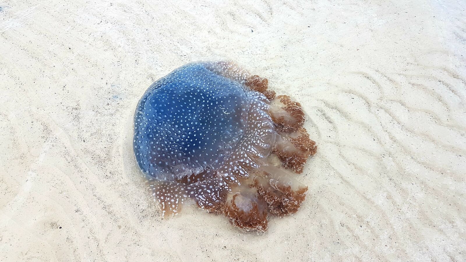 Samsung Galaxy S7 sample photo. Jellyfish, jelly fish, thailand photography