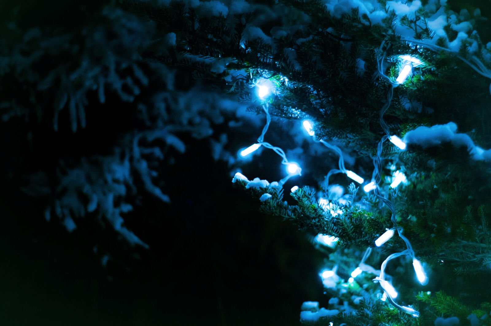 KONICA MINOLTA DYNAX 7D sample photo. Christmas, christmas, tree, light photography