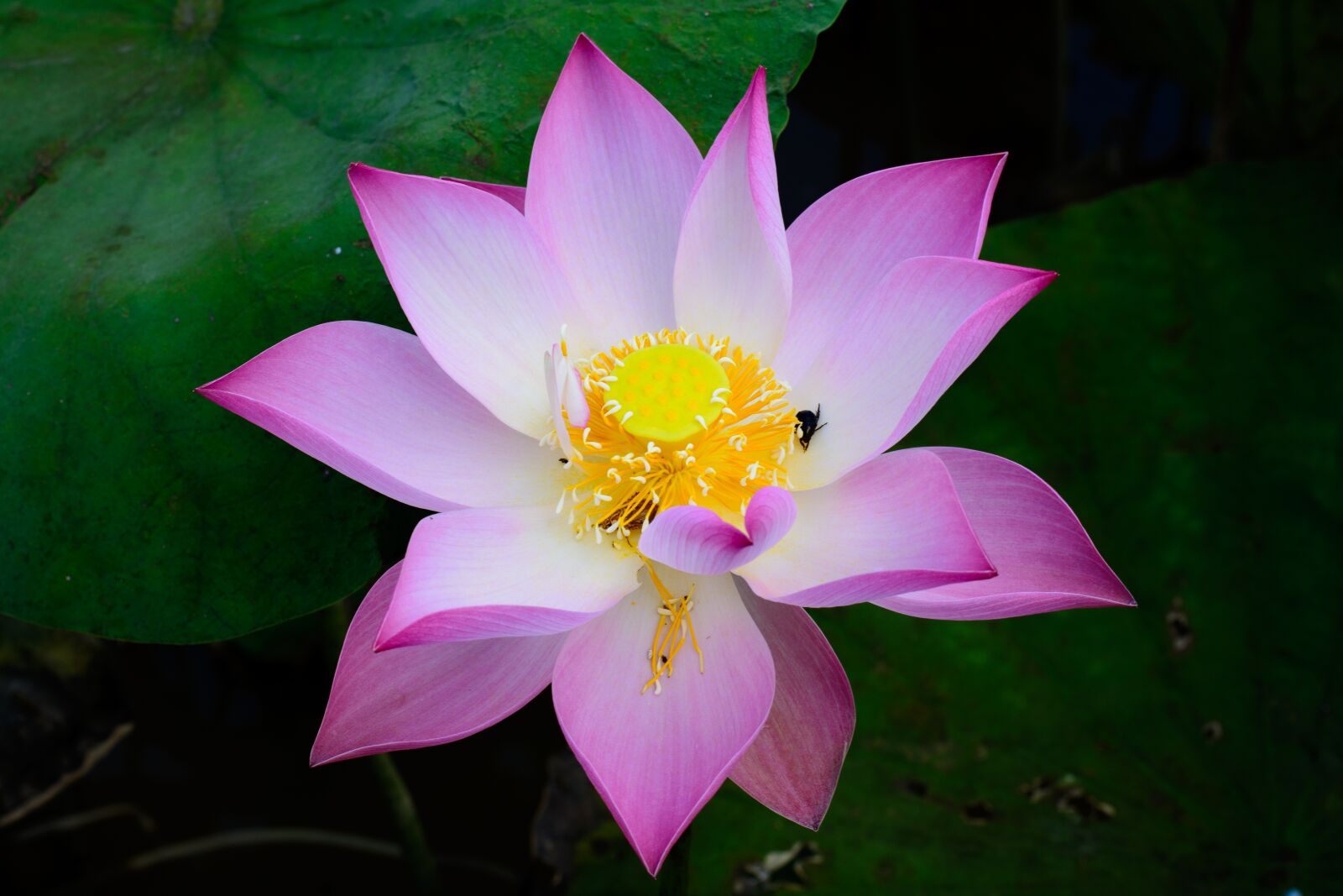 Nikon D7100 sample photo. Flower, pink, green photography