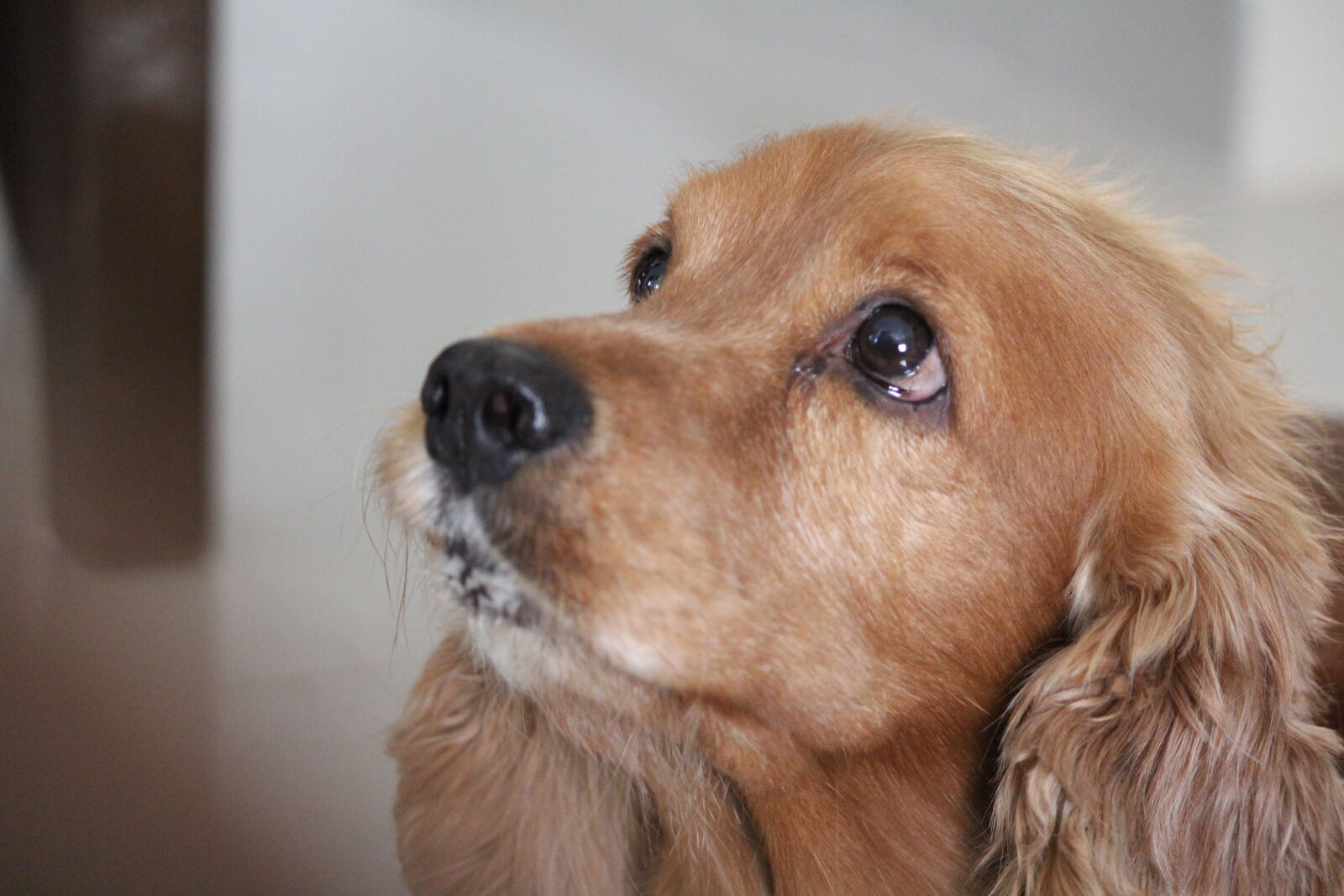 Canon EF-S 55-250mm F4-5.6 IS II sample photo