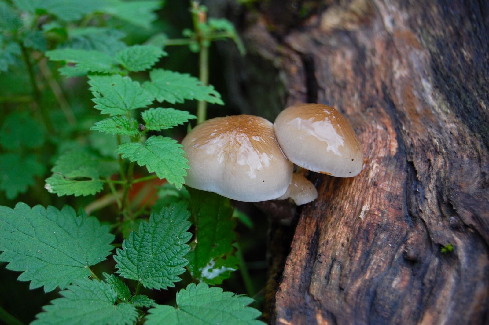 Nikon D40 sample photo. Nature, mushroom, food photography