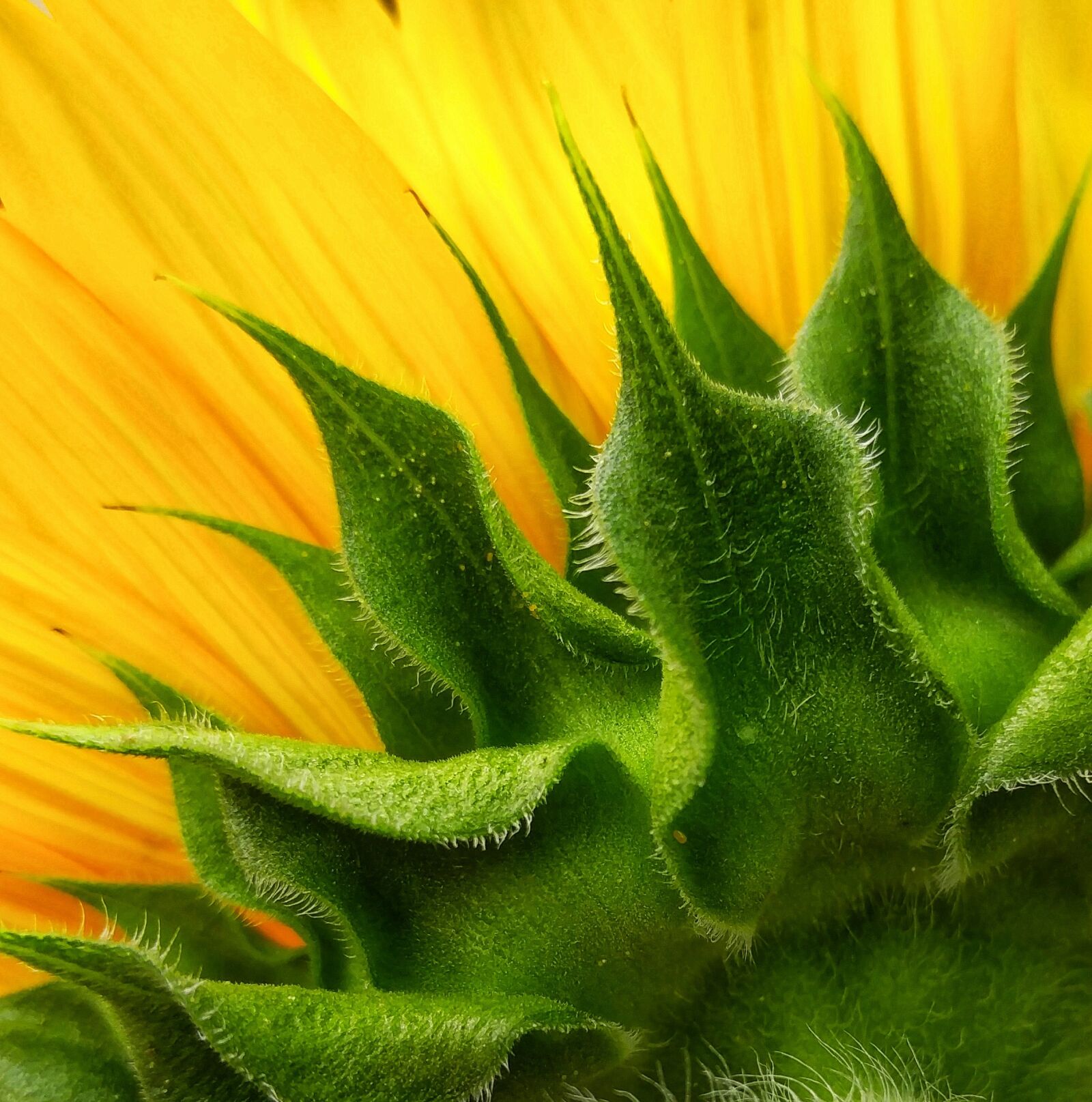 LG V10 sample photo. Nature, flora, sunflower photography