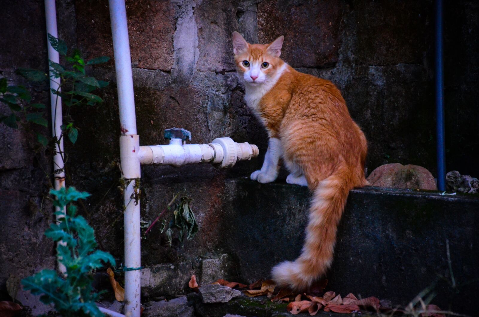 Nikon D7000 sample photo. Cat, feline, animals photography