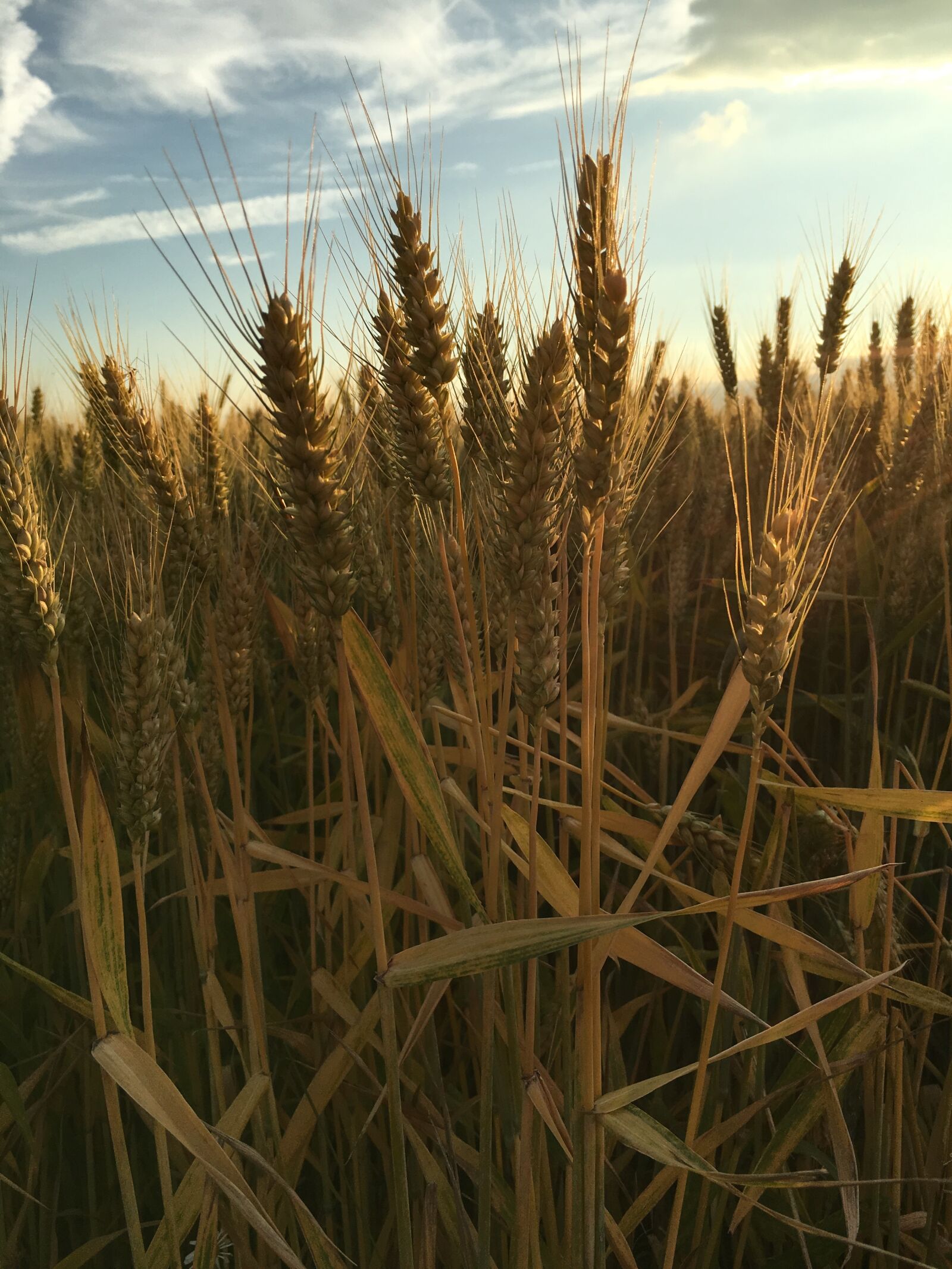 Apple iPhone 6s sample photo. Nature, field, cereals photography