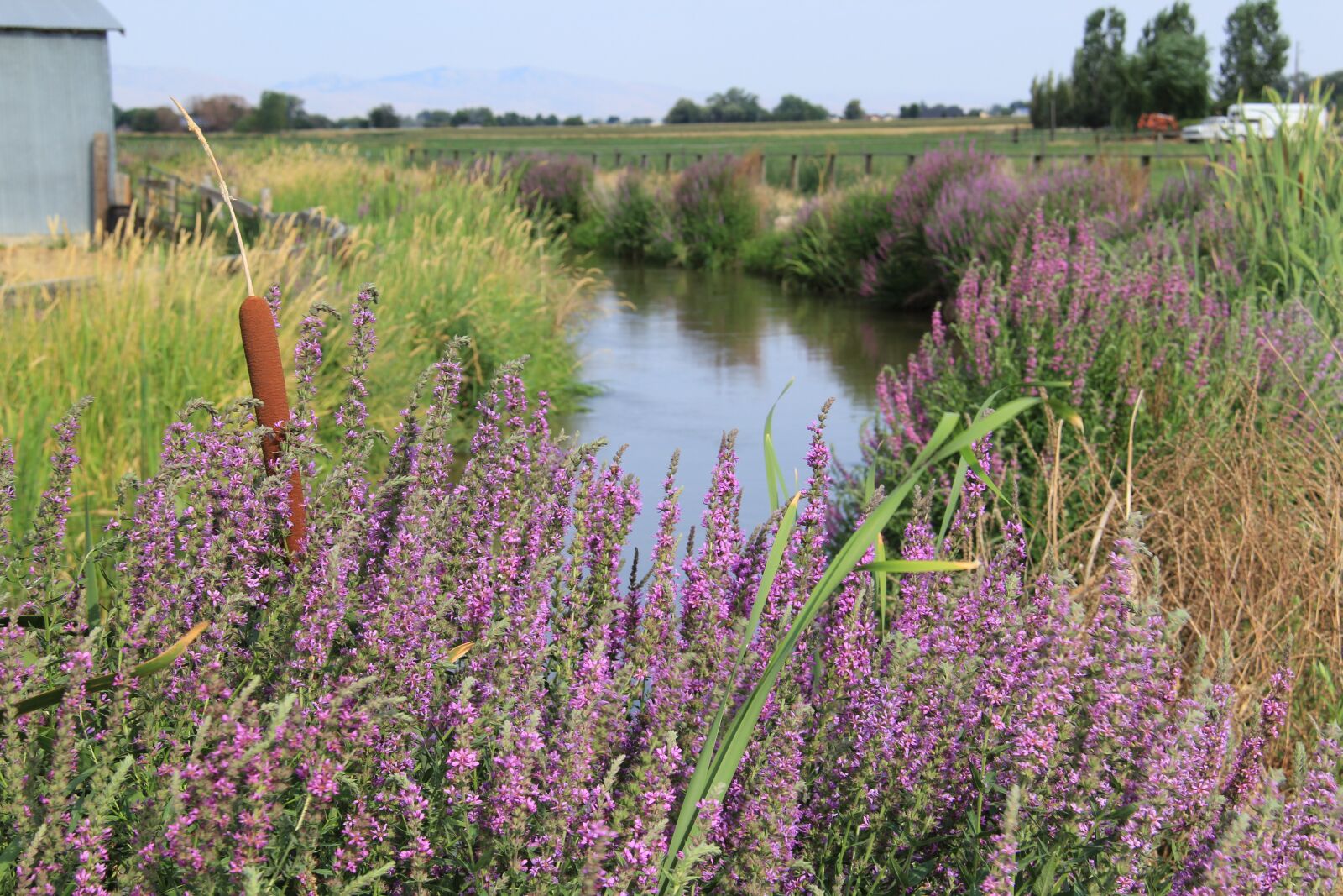 Canon EOS 60D sample photo. Canal, creek, summer photography