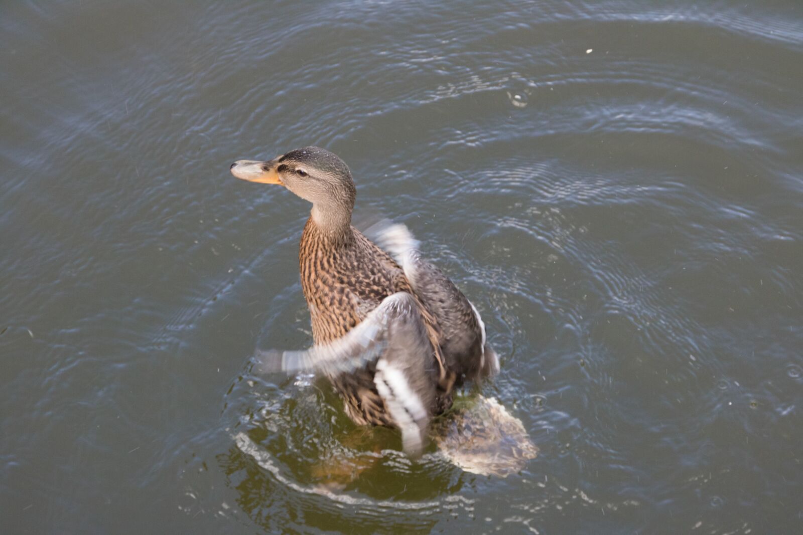Canon EOS 750D (EOS Rebel T6i / EOS Kiss X8i) sample photo. Duck, water, pond photography