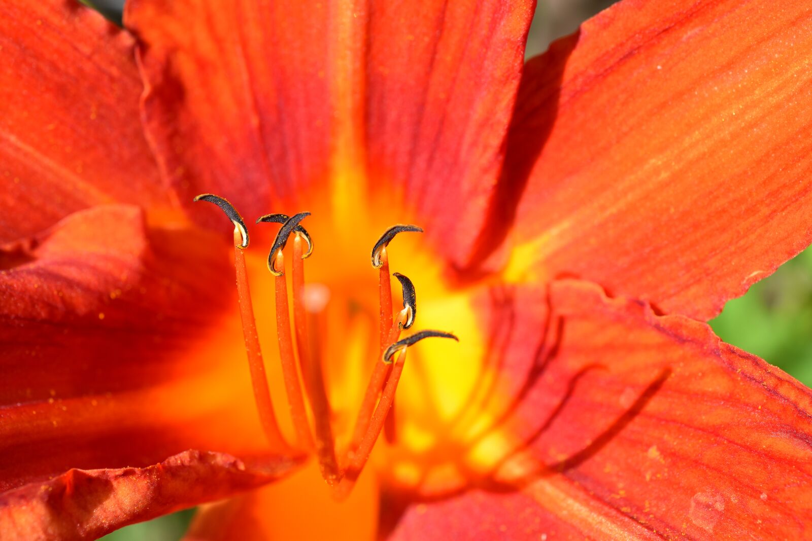 Nikon D5500 sample photo. Flower, nature, plant photography