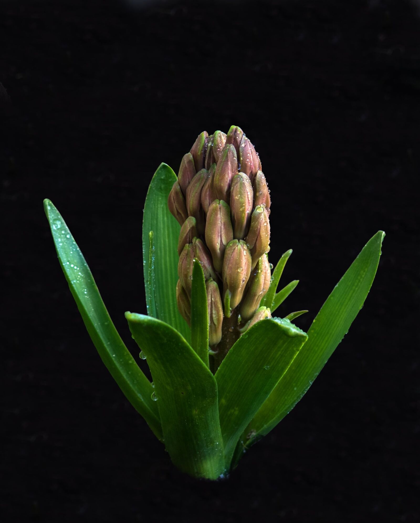 Olympus STYLUS1,1s sample photo. Hyacinth, flower, plant photography
