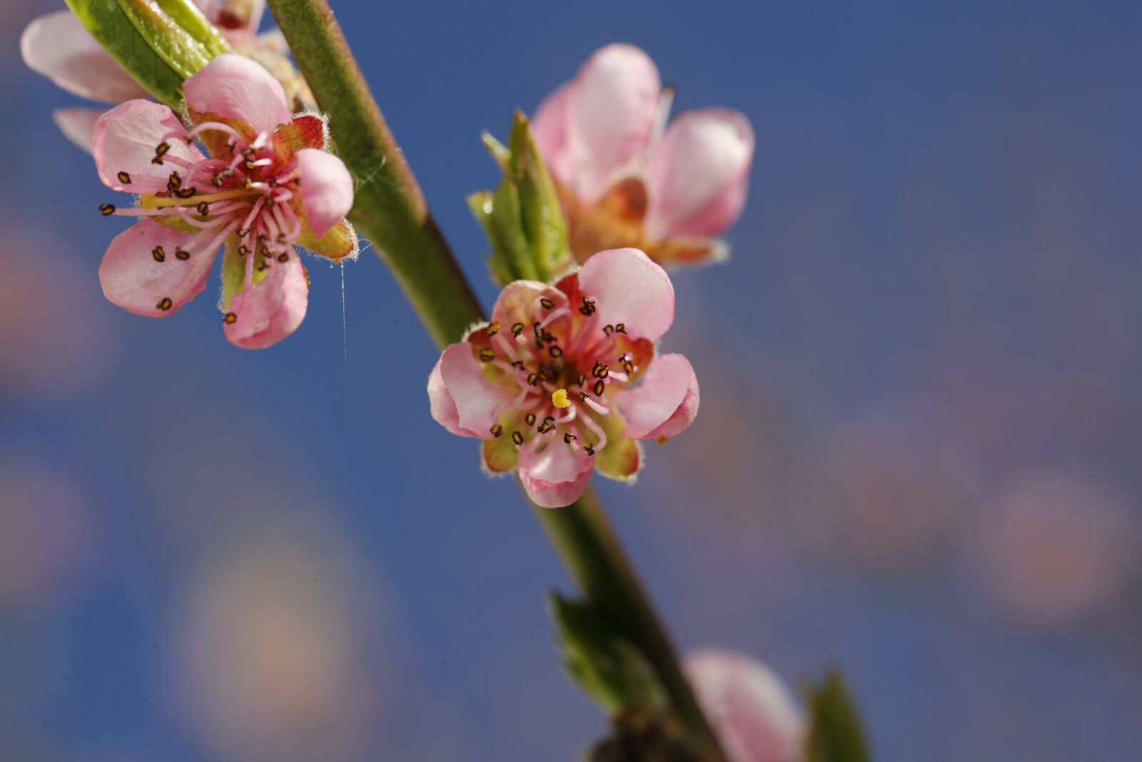 Canon EF 100mm F2.8L Macro IS USM sample photo. Spring, sprout, engine photography