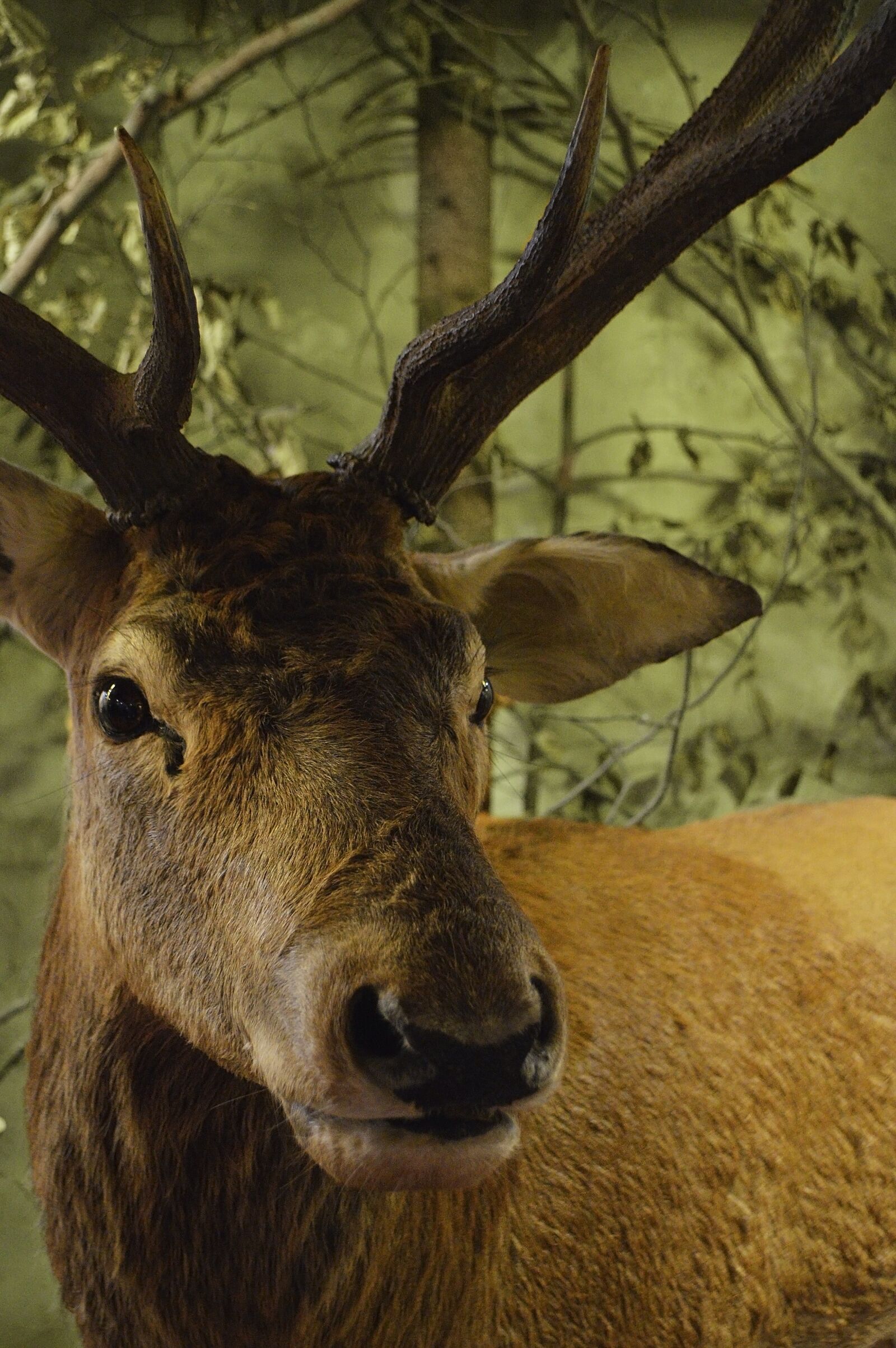Nikon D3200 sample photo. Deer, forest, antlers photography
