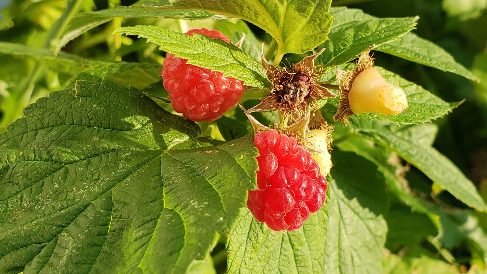 Samsung Galaxy S9+ sample photo. Raspberry, raspberries, nature photography
