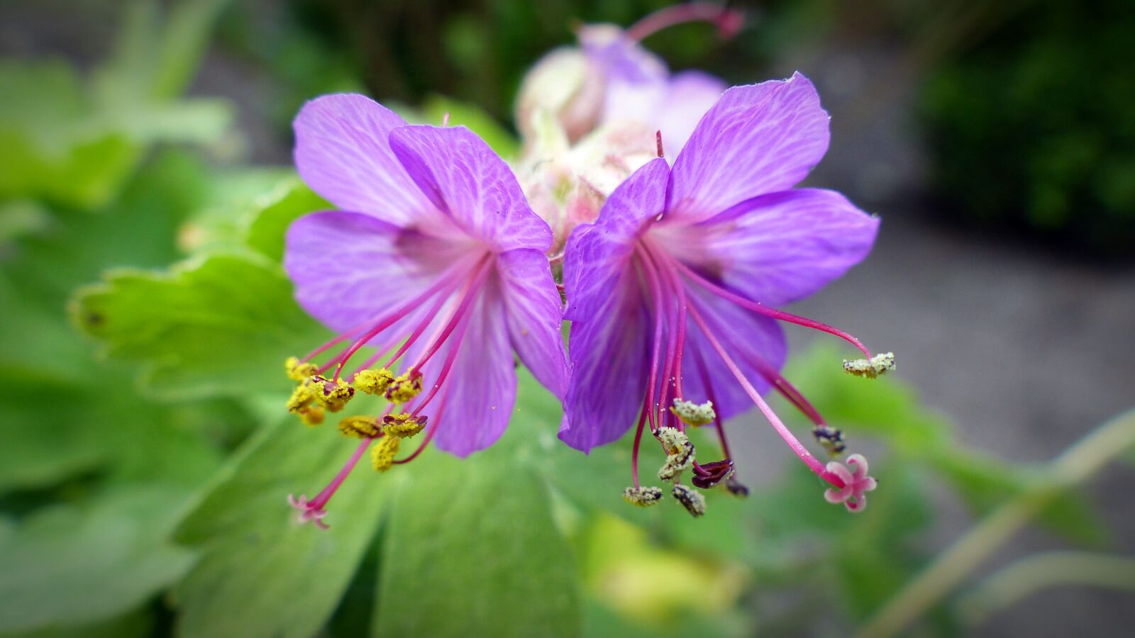 Panasonic Lumix DMC-FZ200 sample photo. Bee pollen, pollen, cranesbill photography