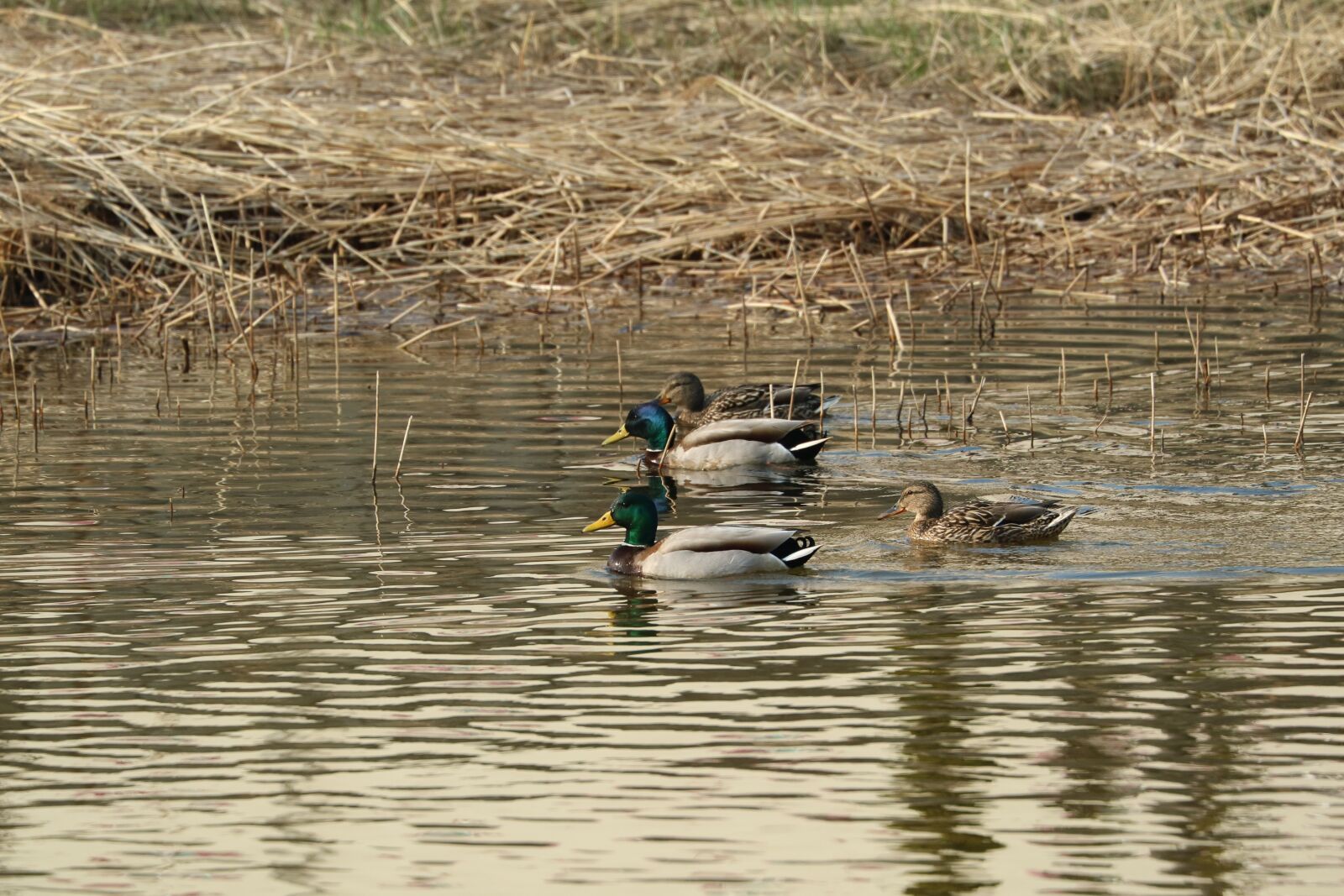 Canon EOS M3 + Canon EF 70-300mm F4-5.6L IS USM sample photo. Duck, riverside photography