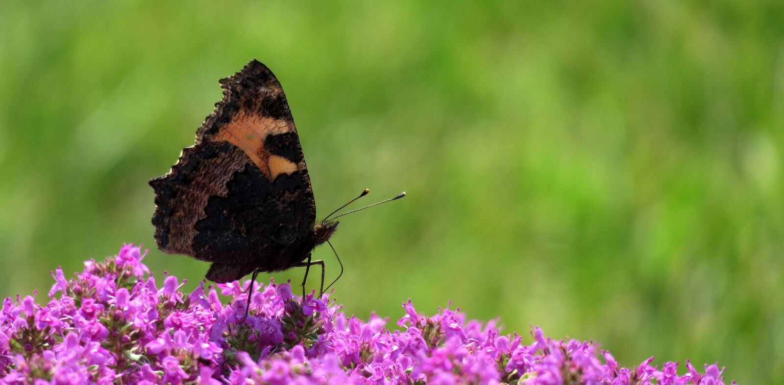 Canon PowerShot G3 X sample photo. Little fox, butterfly, insect photography