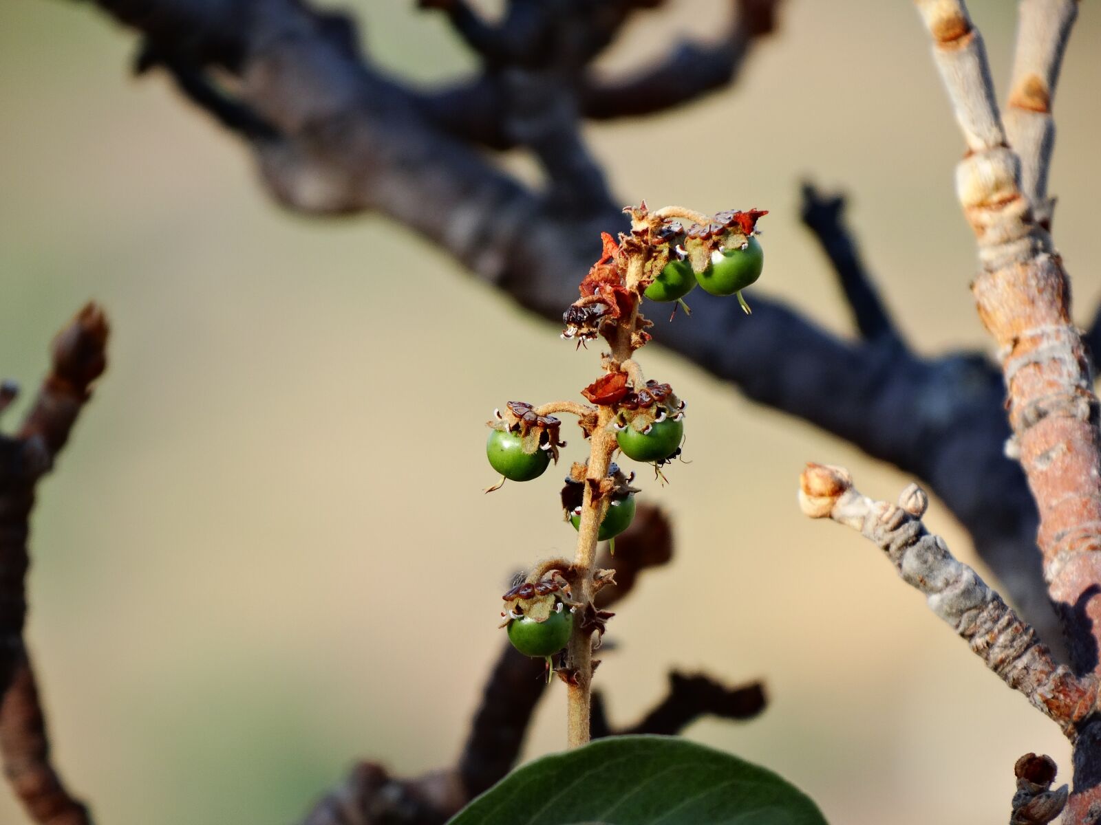 Sony Cyber-shot DSC-HX300 sample photo. Fruit of the cerrado photography