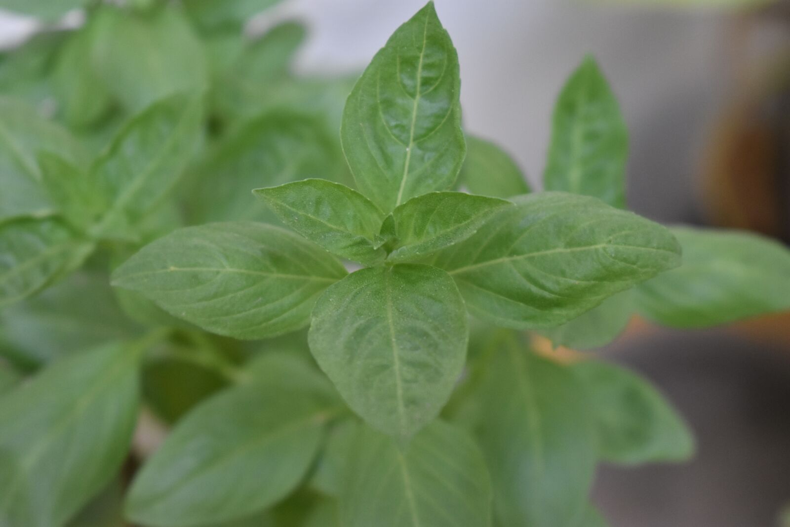 Nikon D3400 sample photo. Plant background, green plant photography