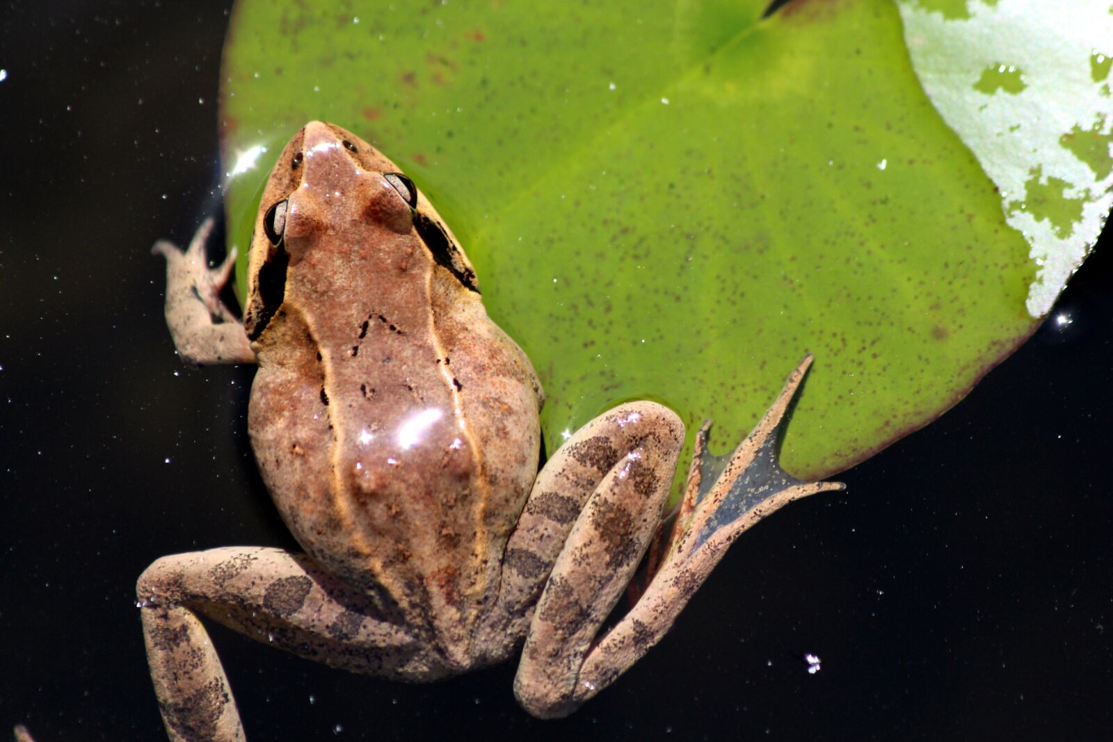 Canon EOS 650D (EOS Rebel T4i / EOS Kiss X6i) + Canon EF 70-300mm F4-5.6 IS USM sample photo. Swamp frog, rana arvalis photography