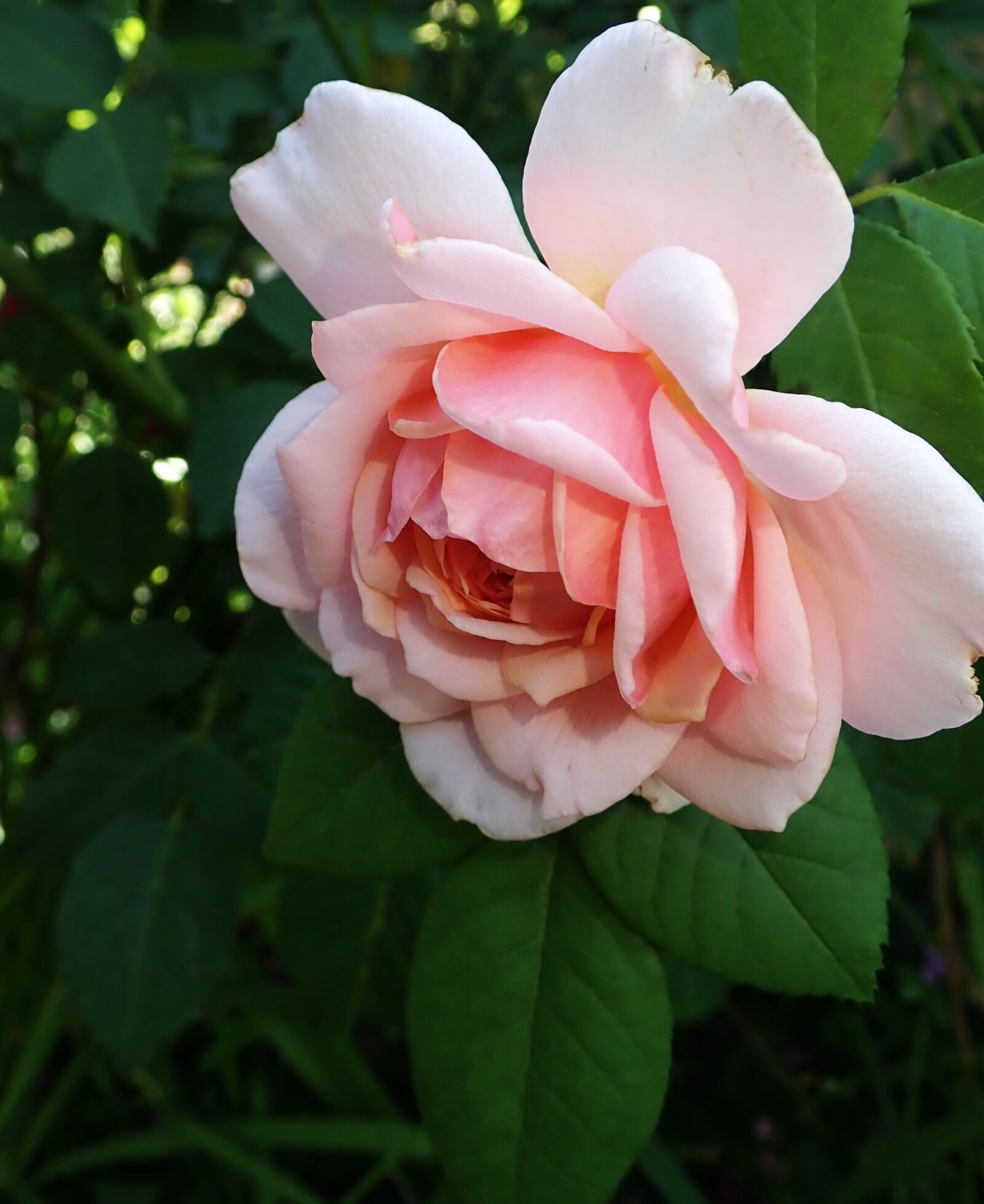 Olympus TG-5 sample photo. Flower, rose, fragrant photography