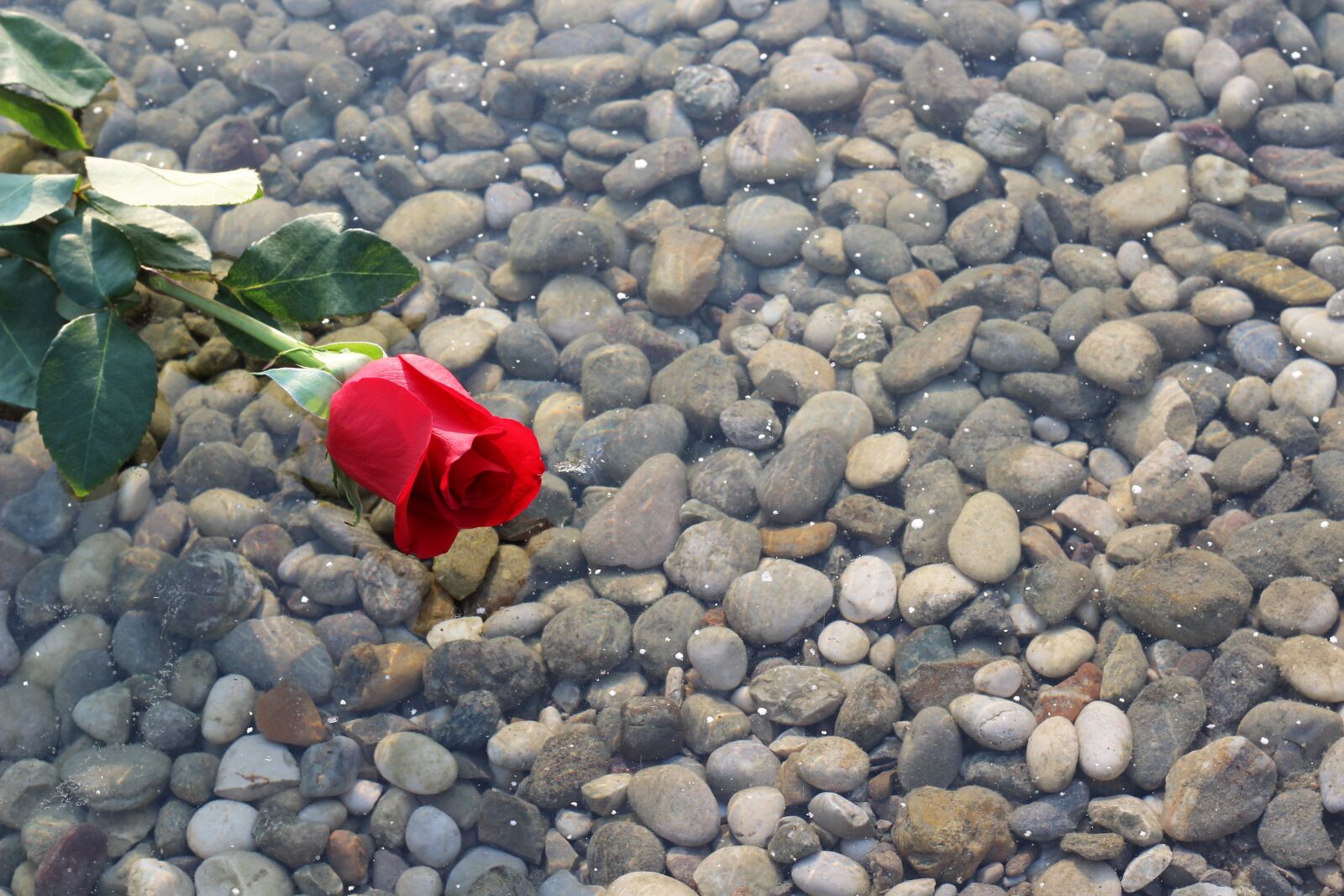 Canon EOS 600D (Rebel EOS T3i / EOS Kiss X5) + Canon EF 50mm F1.8 II sample photo. Red rose on ice photography