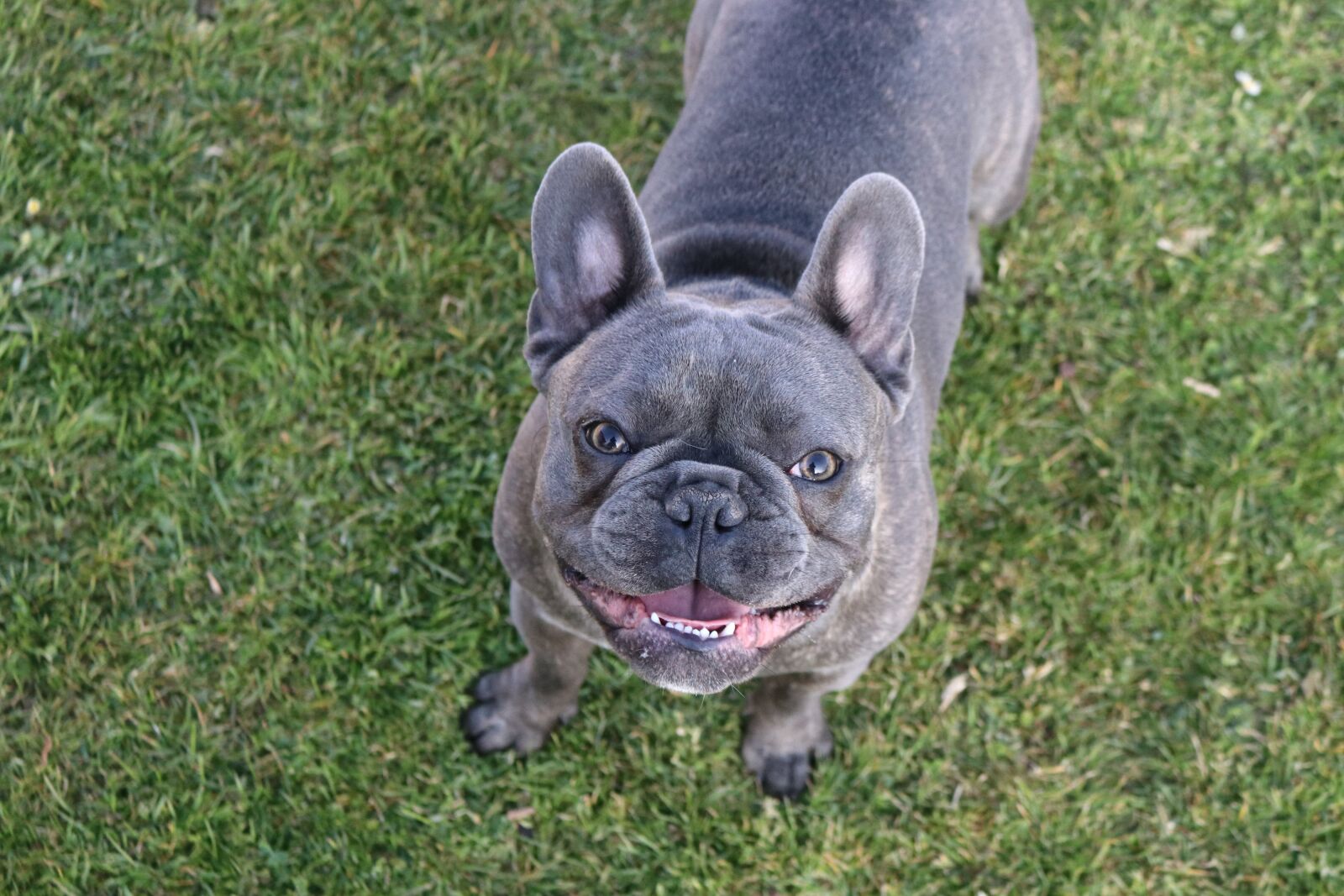 Canon EOS 80D sample photo. Dog, young, pet photography