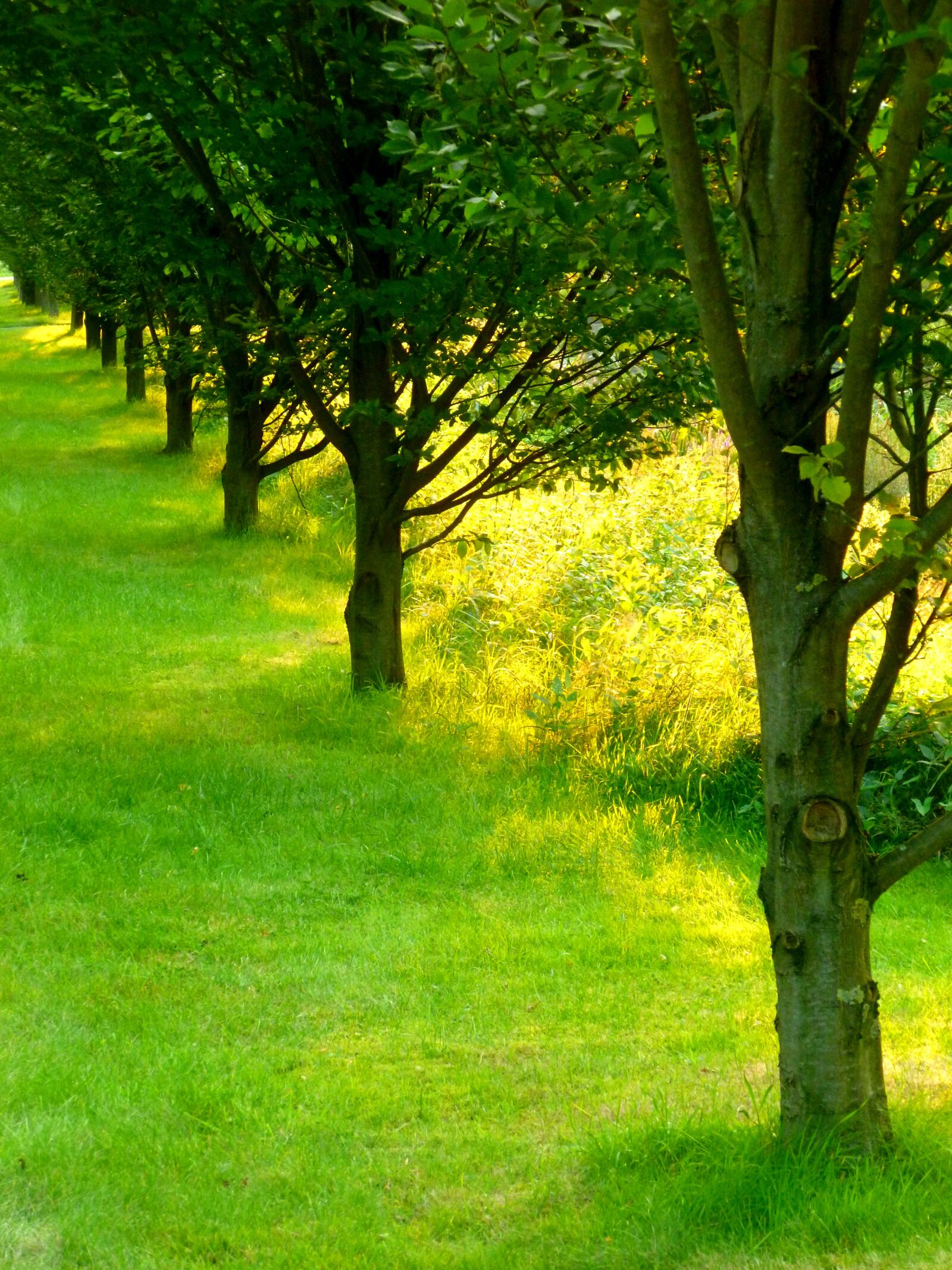 Panasonic DMC-FS37 sample photo. Trees, aesthetic, bark photography