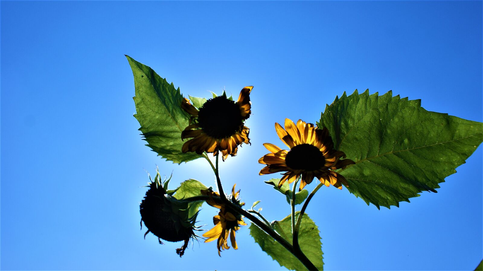 Sony Alpha DSLR-A350 sample photo. Sunflower, sun, sunny photography