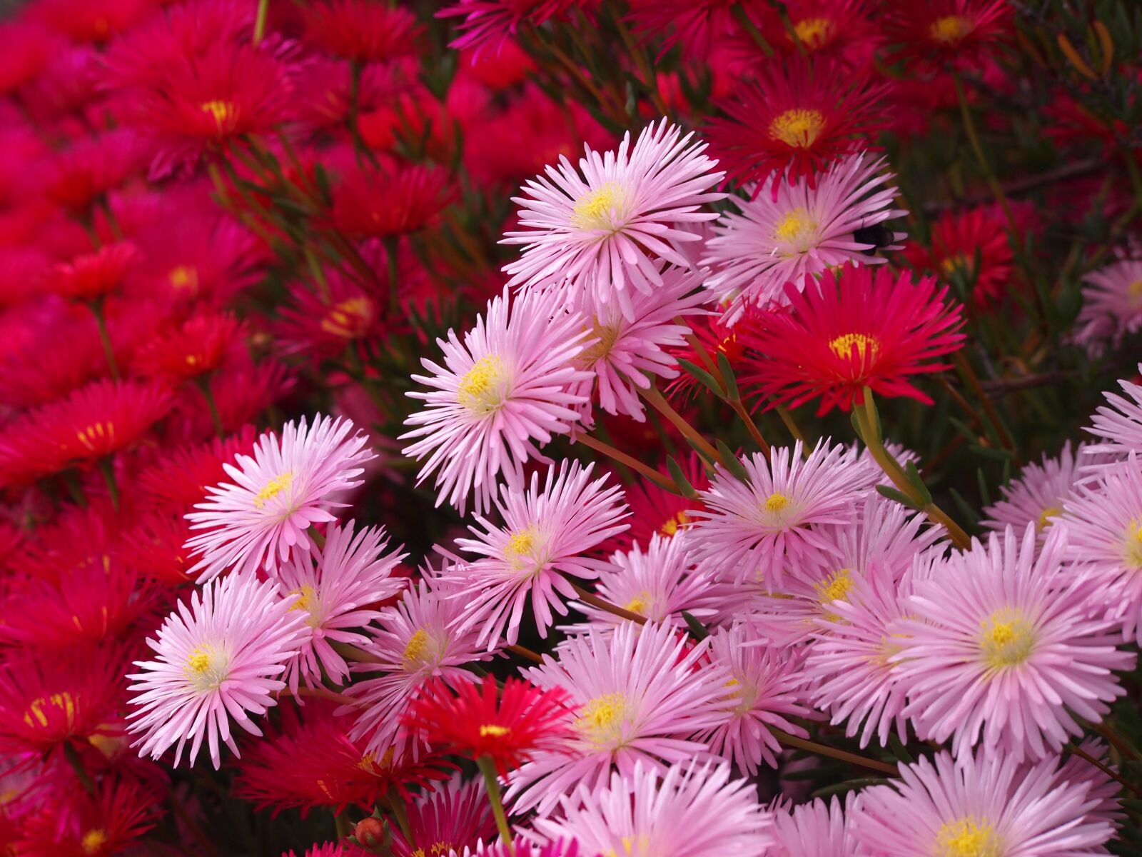 Olympus PEN E-PL1s sample photo. Matsubagiku, flowers, red photography