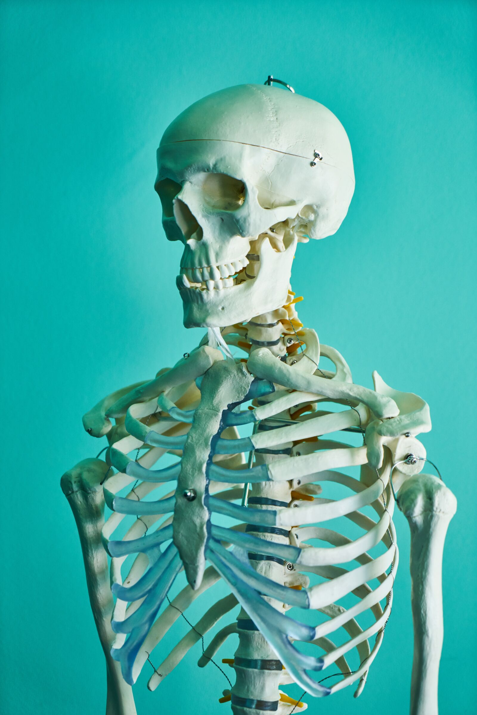 Sony a7R II sample photo. Skeleton, head, human photography