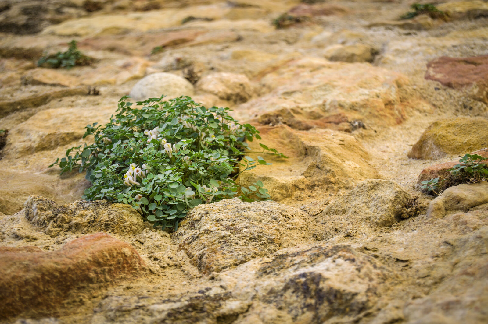 Nikon D3200 sample photo. Plants, wall photography