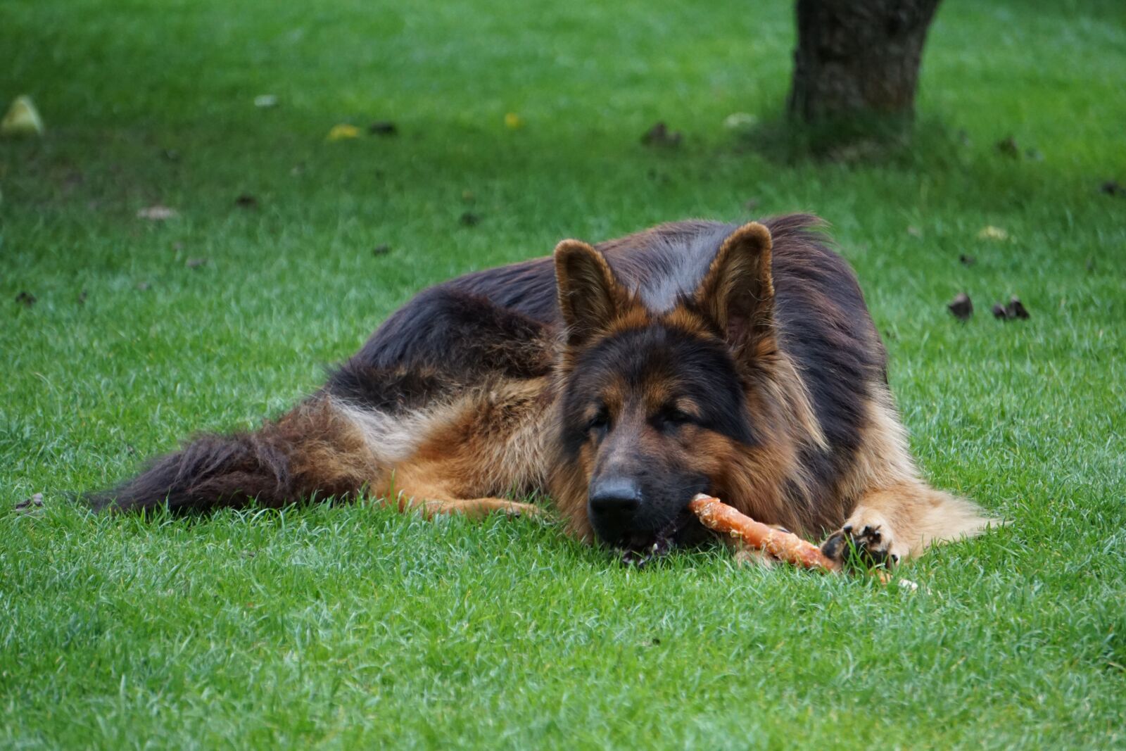Sony E 55-210mm F4.5-6.3 OSS sample photo. Old german, german, sch photography