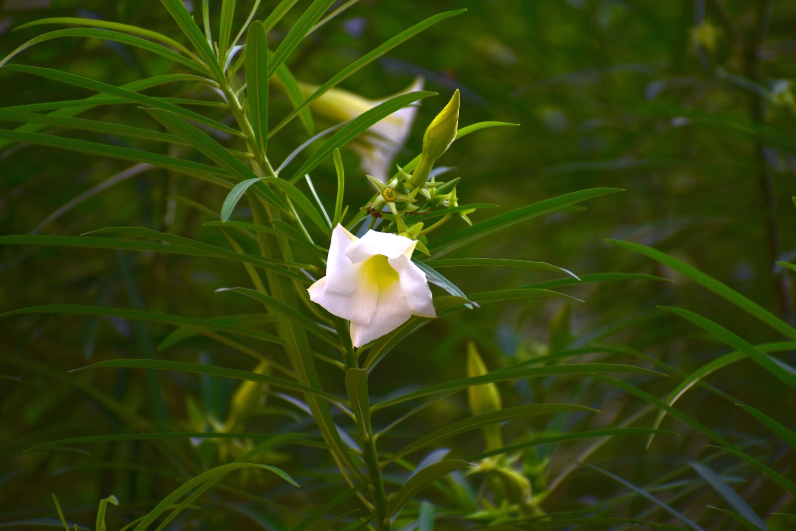 Nikon D5600 sample photo. Skyflower, bengal clock vine photography