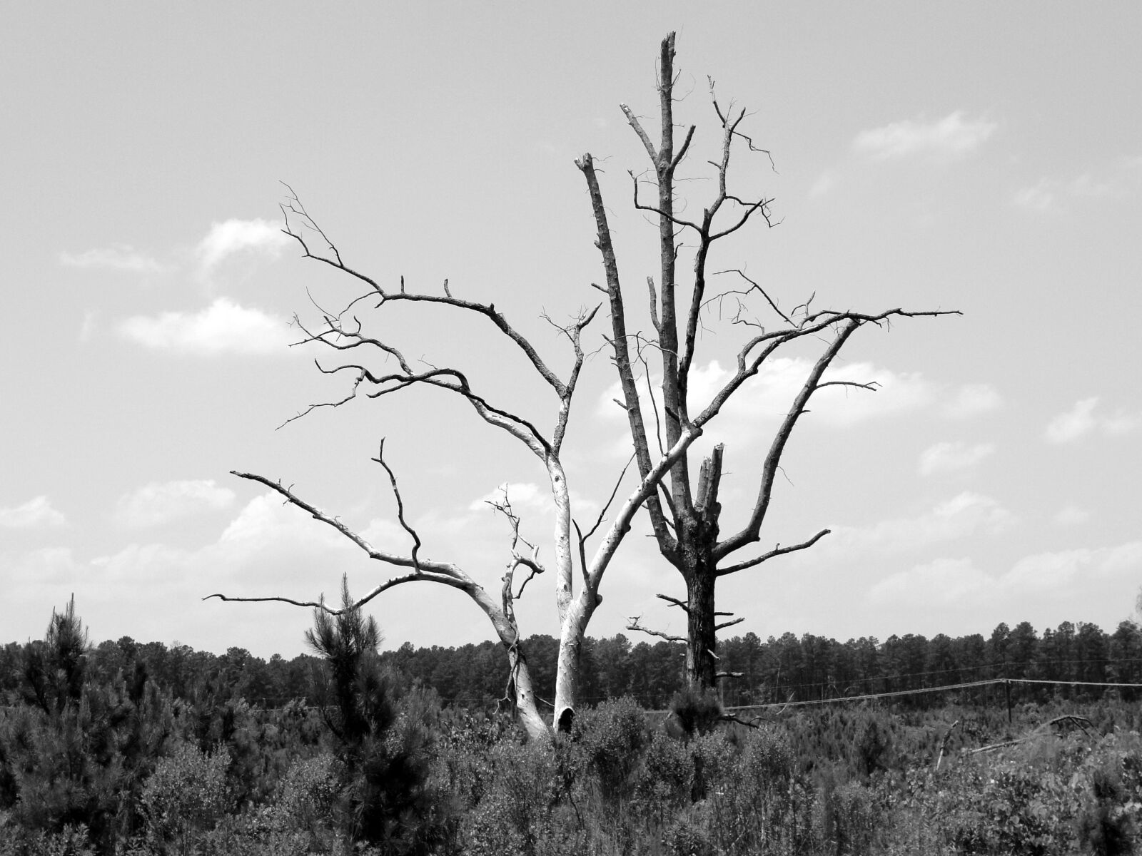Sony Cyber-shot DSC-H20 sample photo. Tree, b w, alone photography