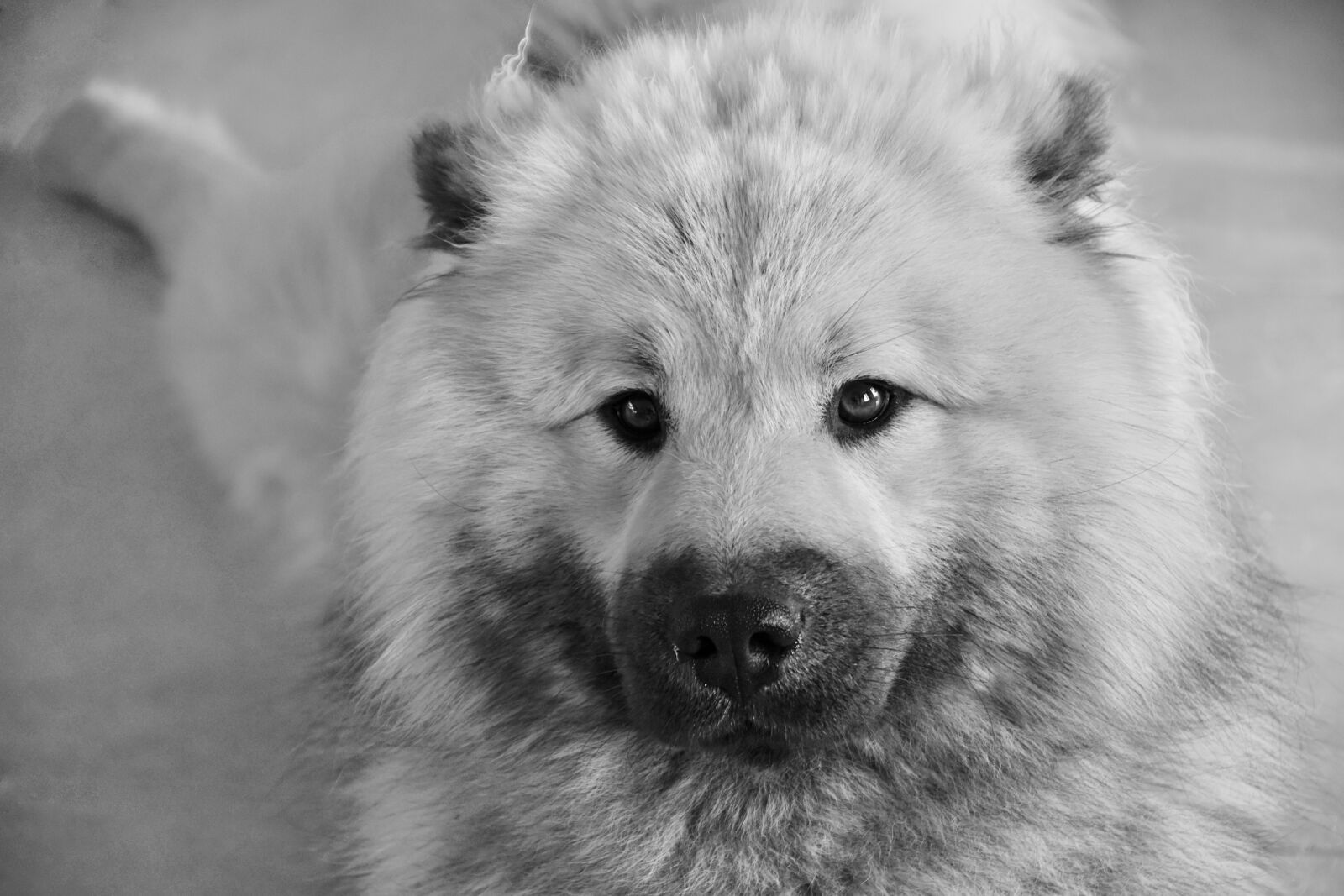 Nikon D5600 sample photo. Dog, dog eurasier, black photography