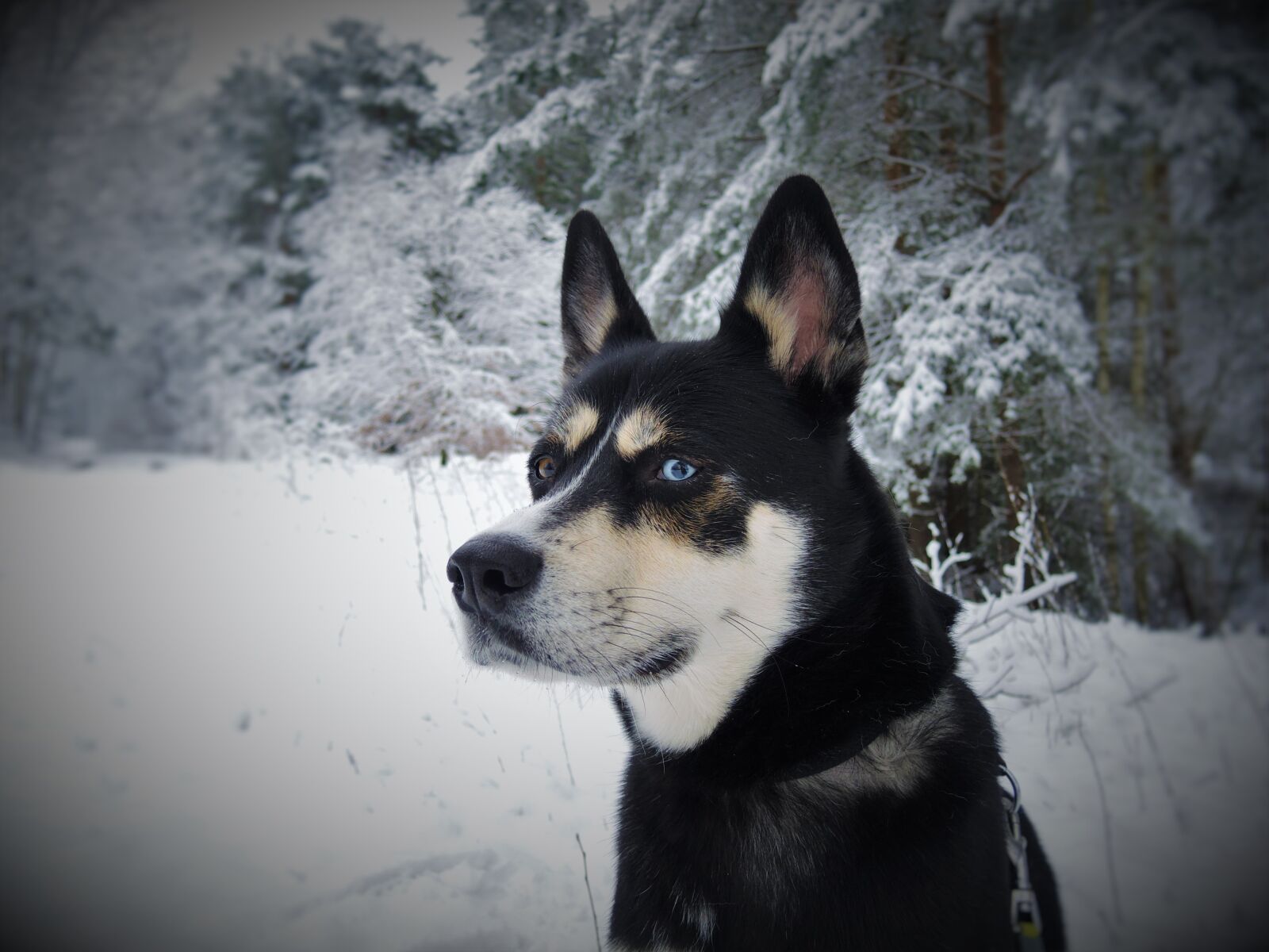 Nikon Coolpix P7800 sample photo. Dog, husky, husky mongrel photography