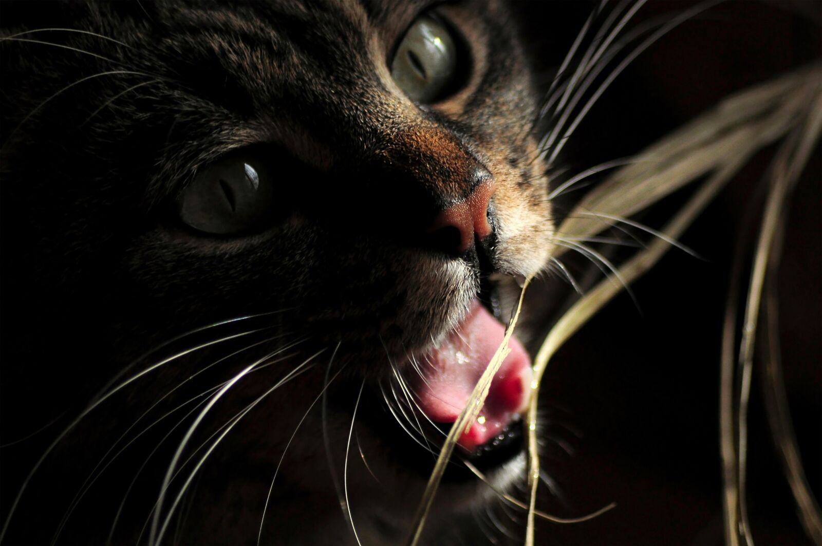 Nikon D90 sample photo. Cat, hunting, game photography