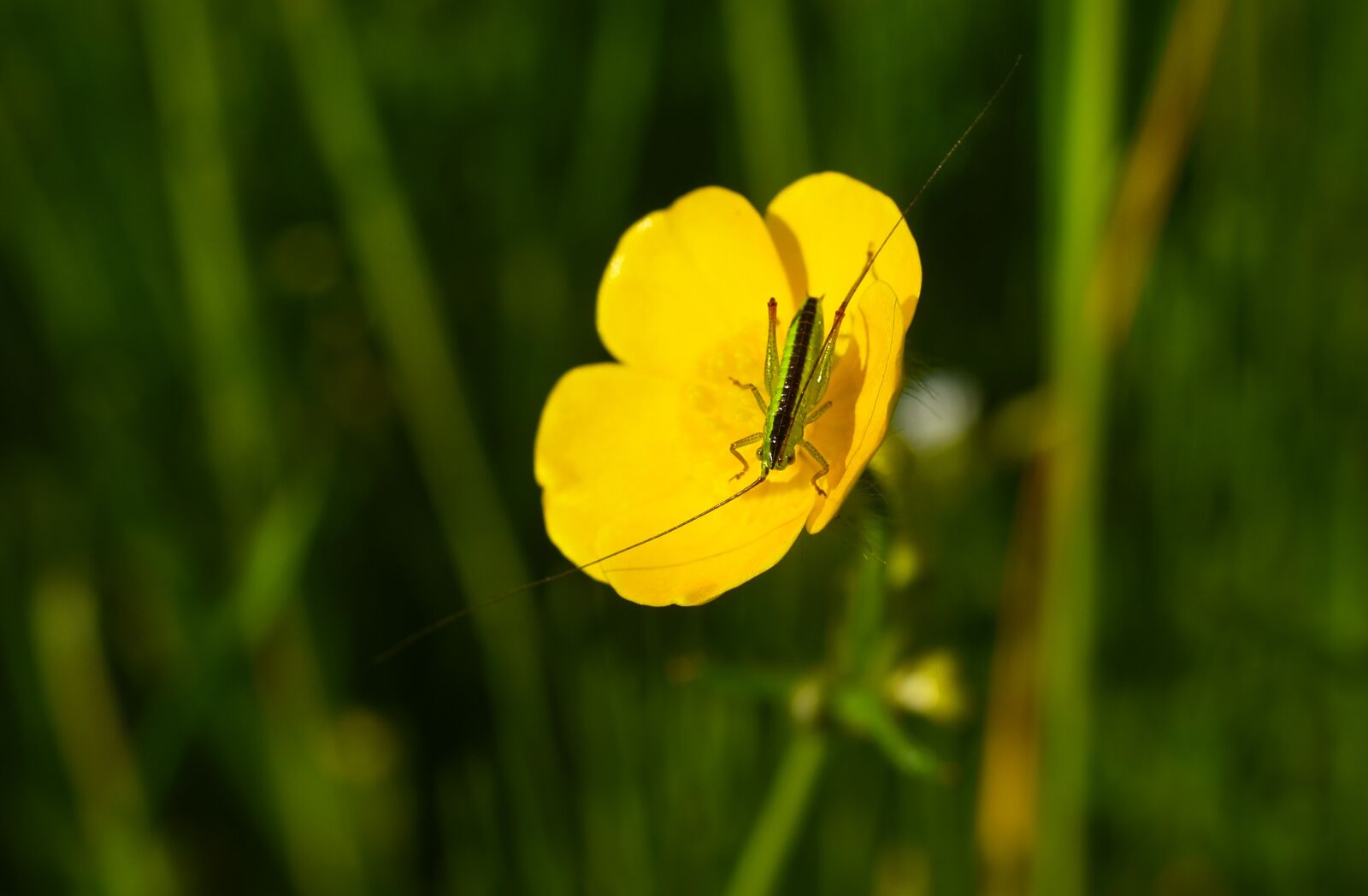 Nikon D750 sample photo. Insect, animal, invertebrate photography