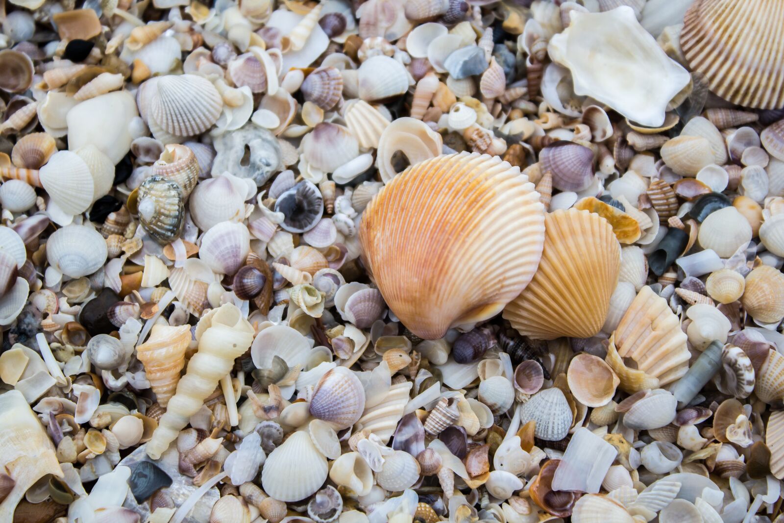 Canon EOS 60D sample photo. The mussels, shell, sea photography