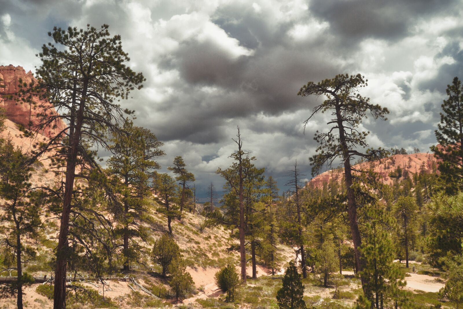 Nikon D3100 sample photo. Canyon, trees, red photography