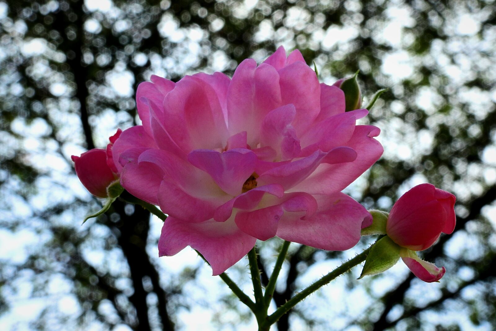Nikon Coolpix P900 sample photo. Rose, flower, pink photography