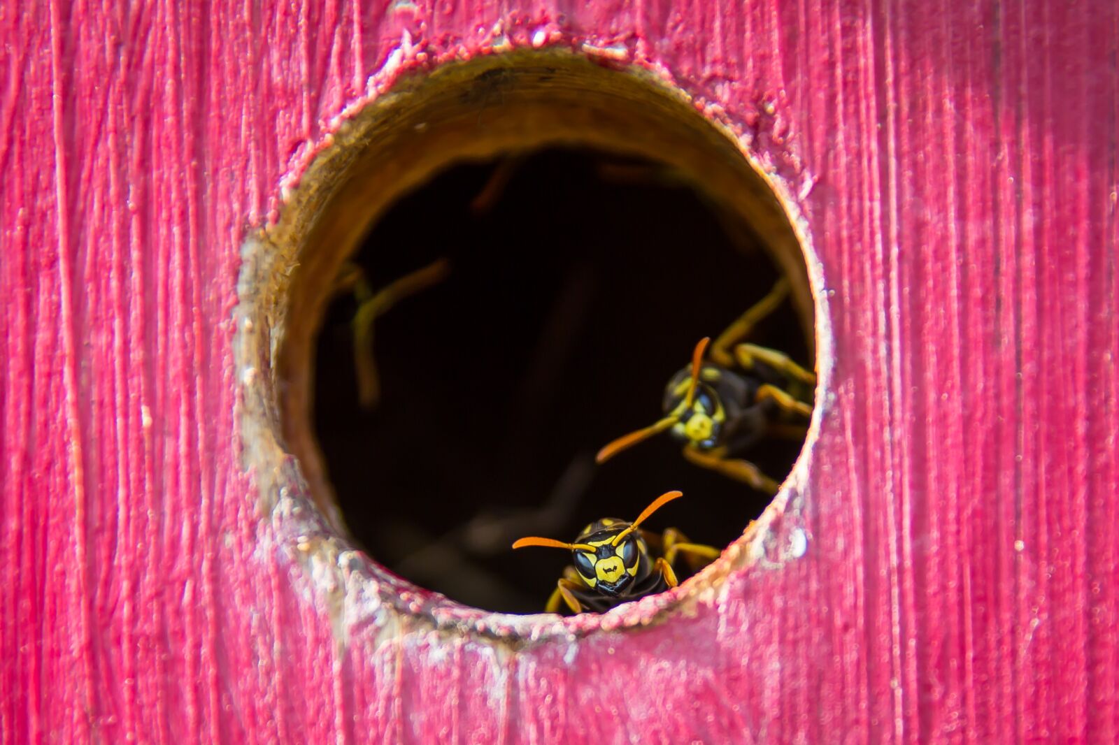 Canon EOS 5D Mark III sample photo. Wasp, the hive, insect photography