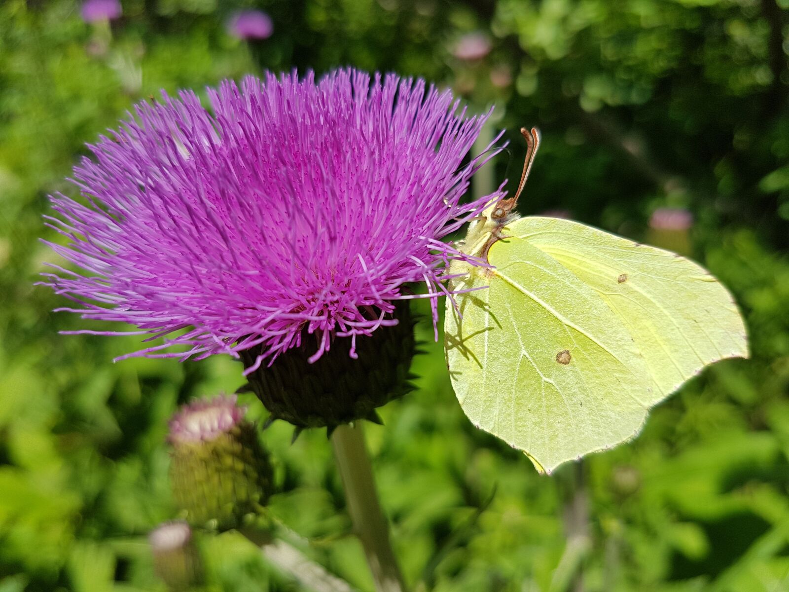 Samsung Galaxy S7 sample photo. Pieridae, weislinge, gonepteryx rhamni photography