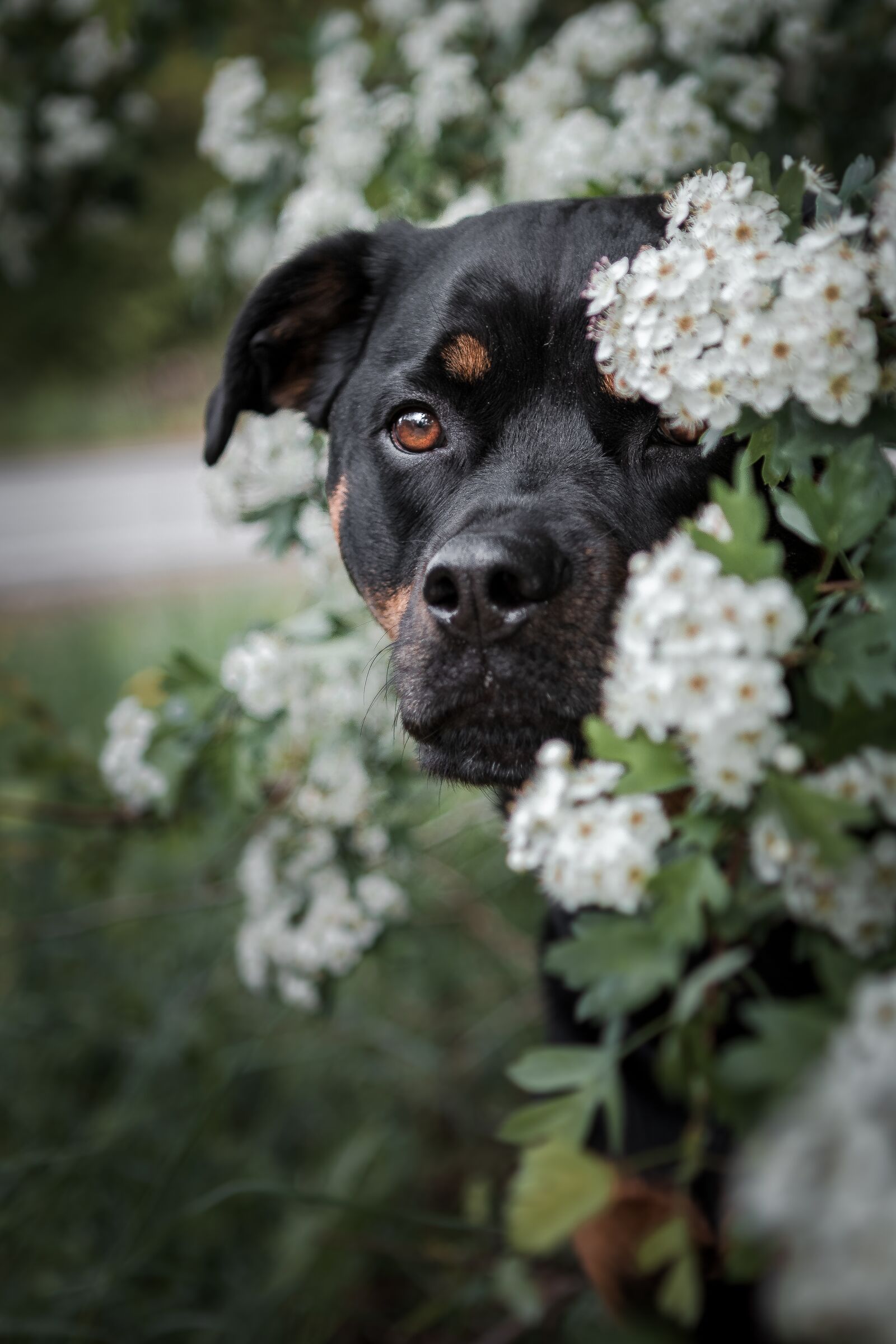 Canon EOS 80D + Canon EF 24-70mm F2.8L USM sample photo. Dog, rottweiler, flower photography