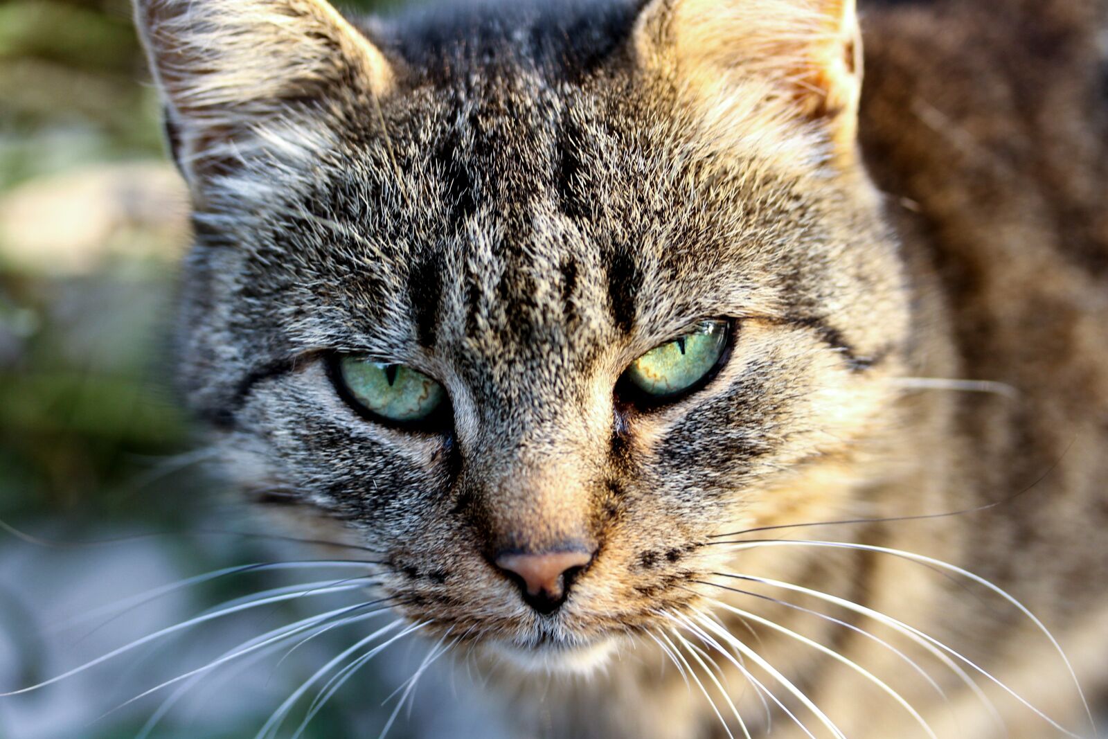 Canon EF-S 60mm F2.8 Macro USM sample photo. Cat, tabby, cat eye photography