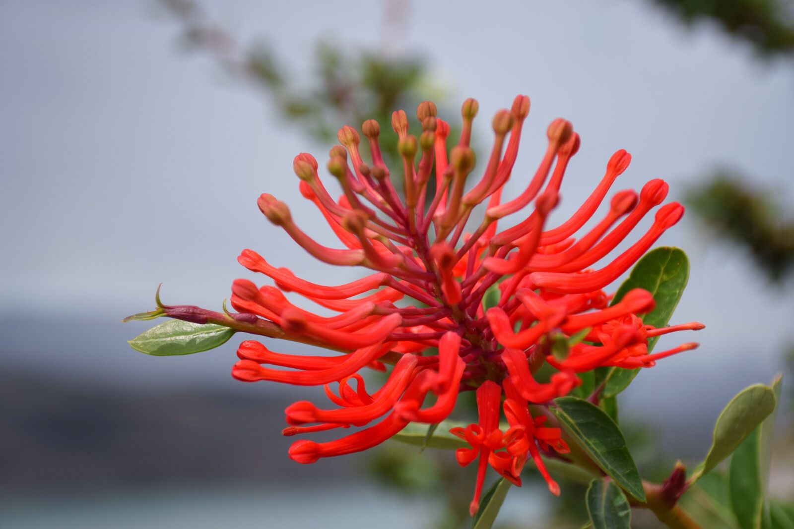 Nikon D3300 sample photo. Nature, flora, tree photography