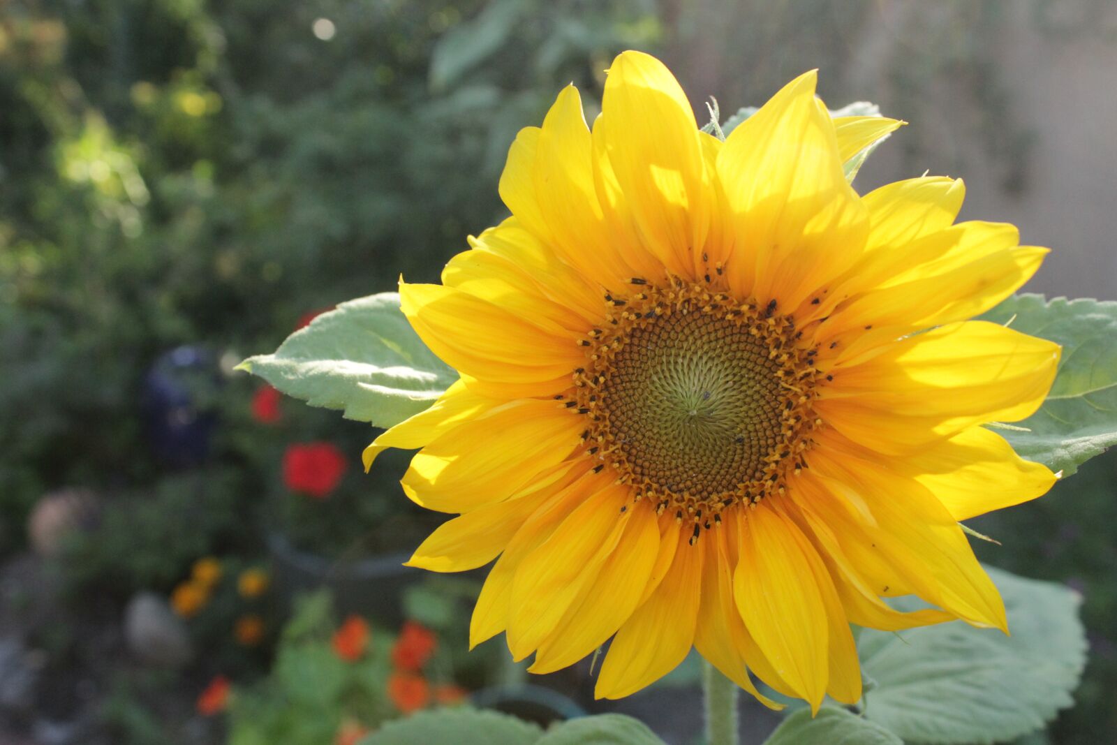 Canon EOS 1200D (EOS Rebel T5 / EOS Kiss X70 / EOS Hi) sample photo. Yellow, sunflower, summer photography