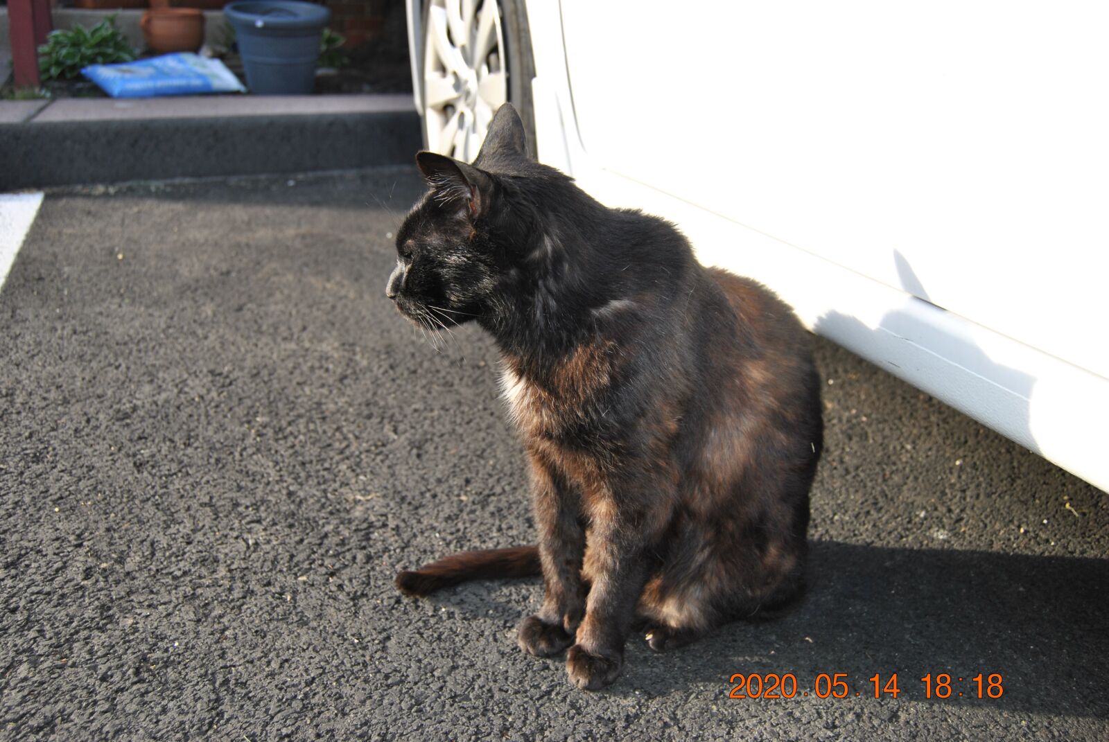Nikon D3000 sample photo. Cat, sunny, sun photography