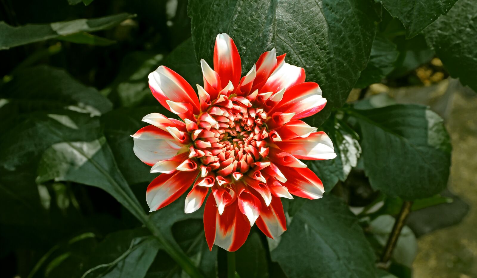 Canon EOS 60D sample photo. Flower, nature, garden photography