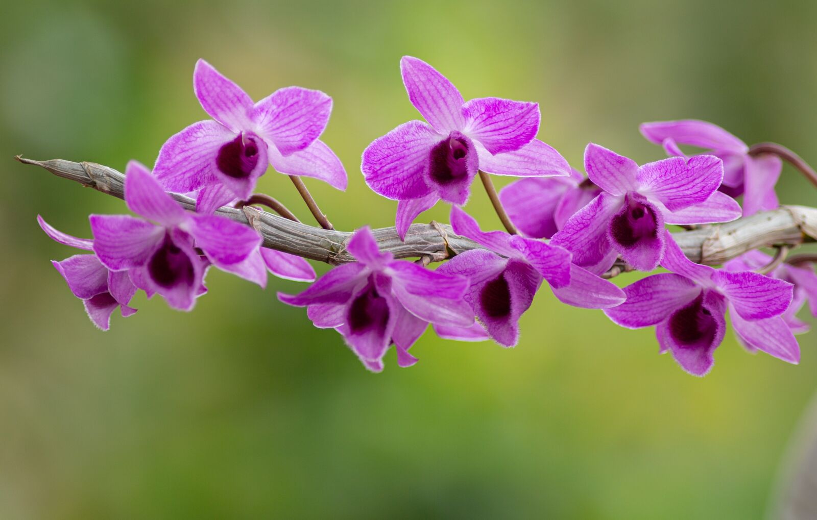 Canon EF 300mm f/4L sample photo. Orchid, orchids, flower photography