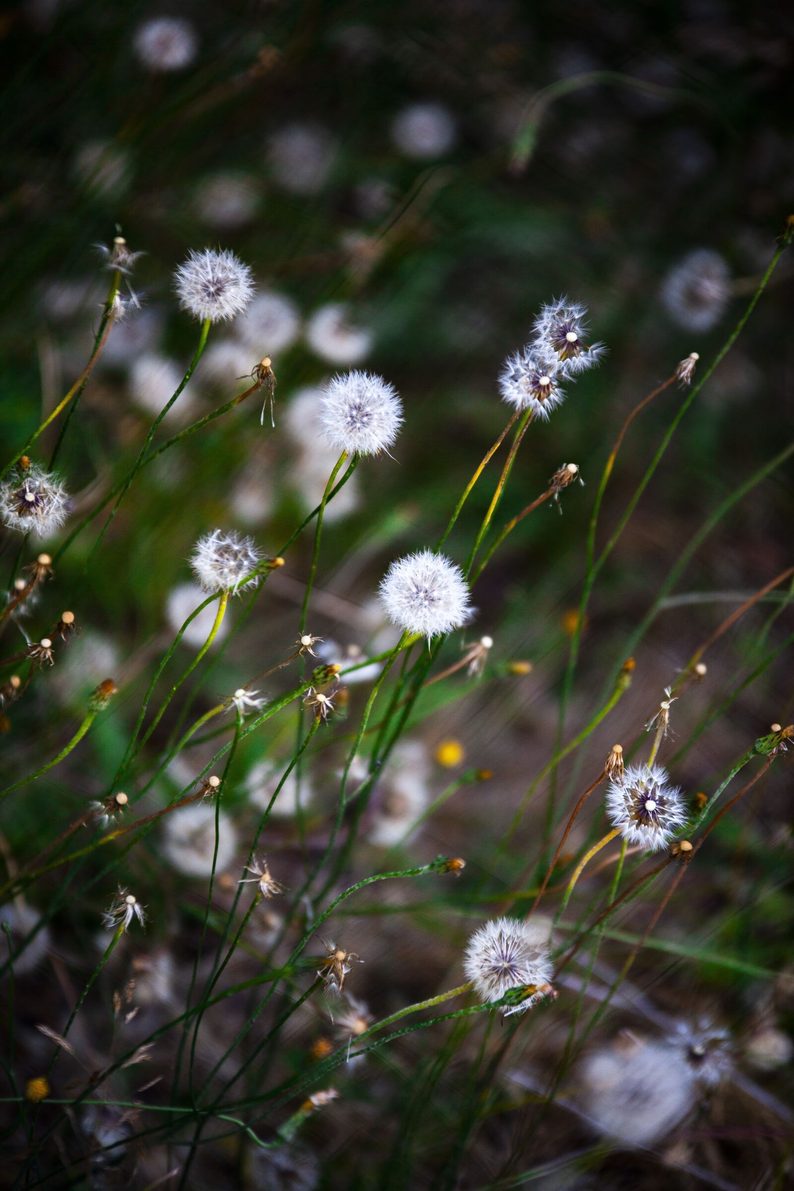 Canon EOS 5D Mark II sample photo. Flowers, flower bed, meadow photography