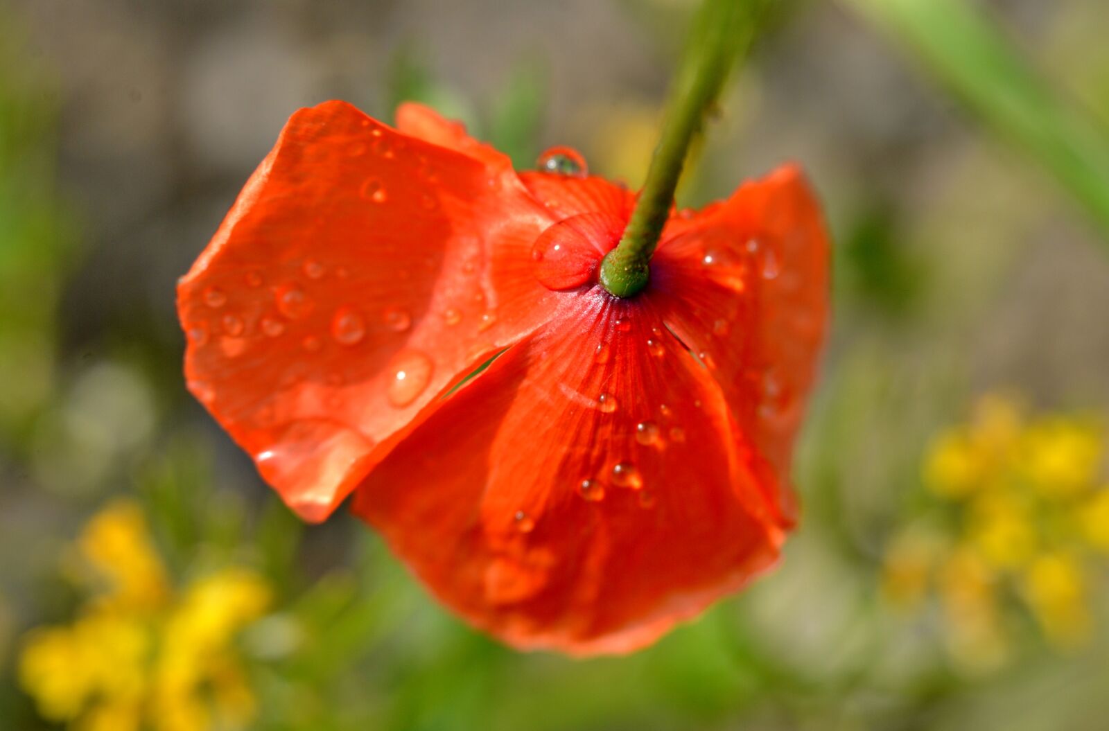 Nikon D600 sample photo. Poppy, flower, red photography